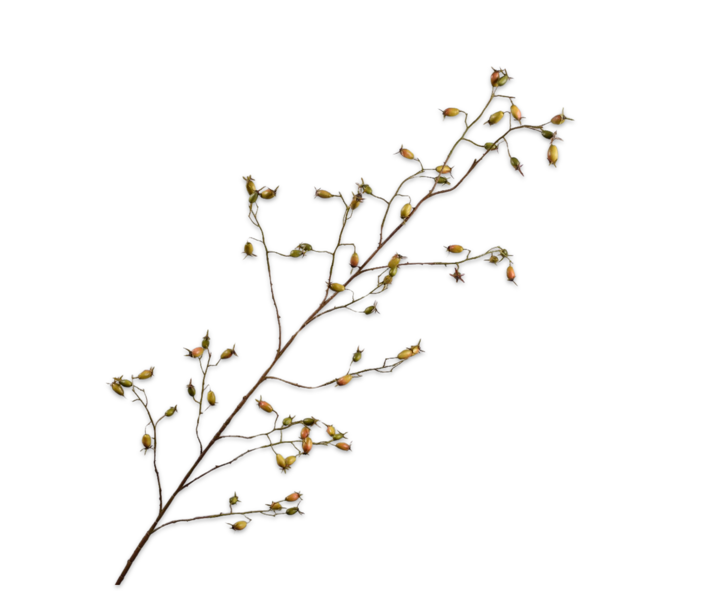 ROZENBOTTEL TAK GROEN  168 cm