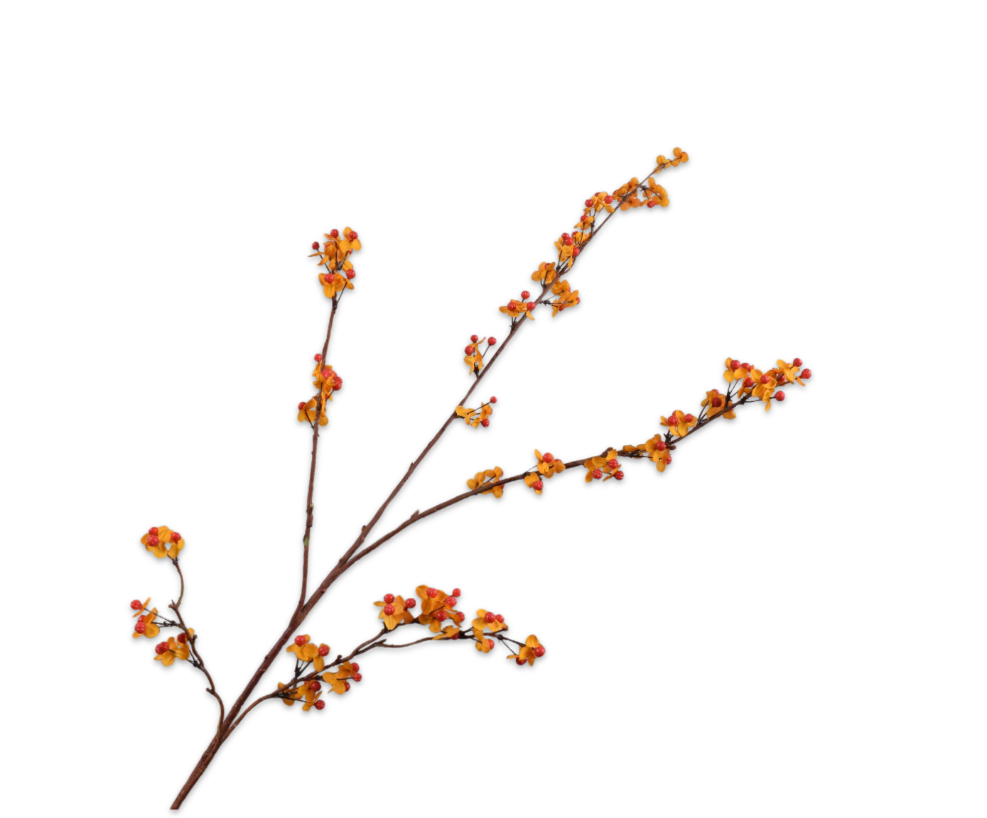 CELASTRUS TAK ORANJE  109 cm