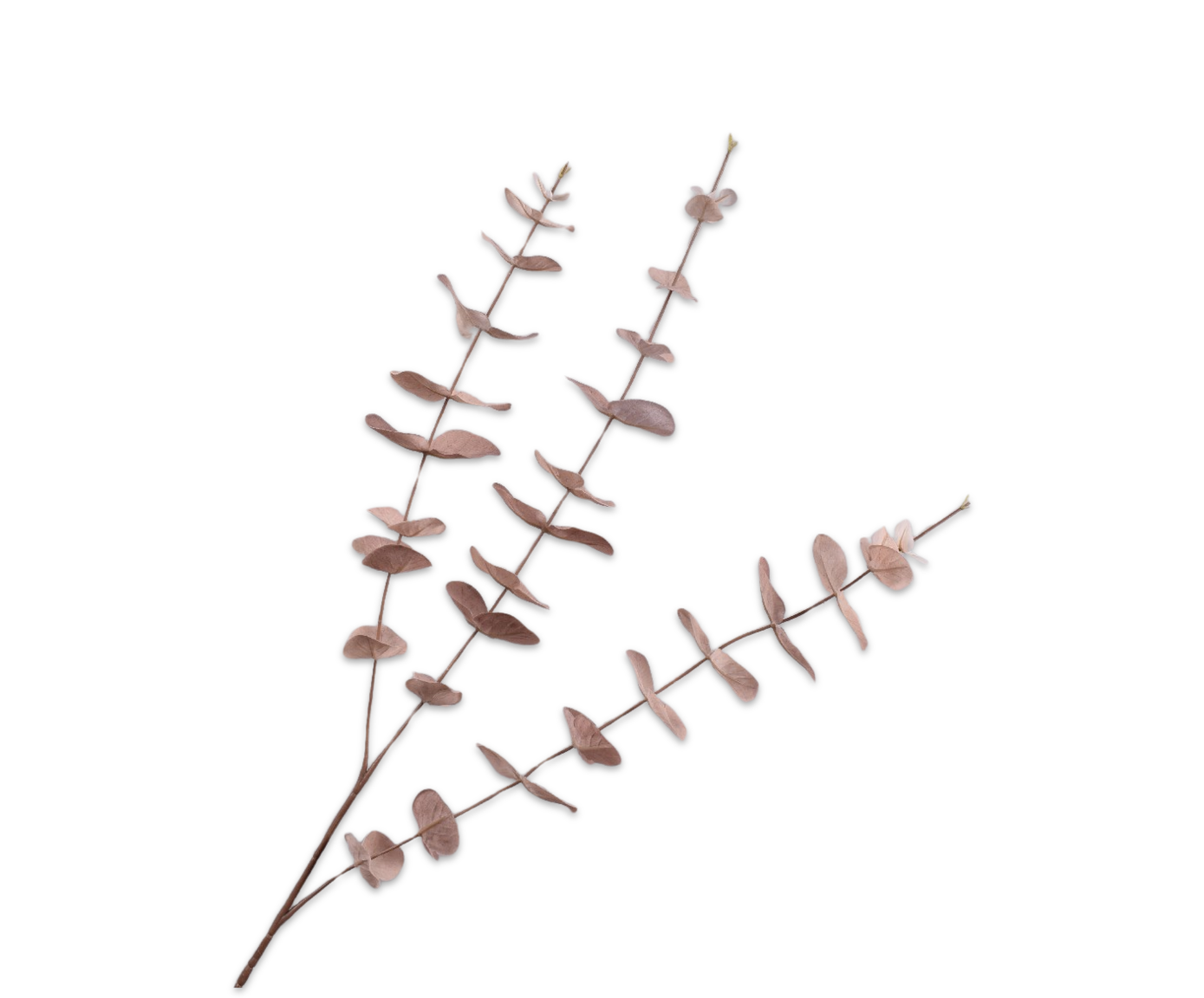 EUCALYPTUS RAMIFIÉE CHAMP  99 CM