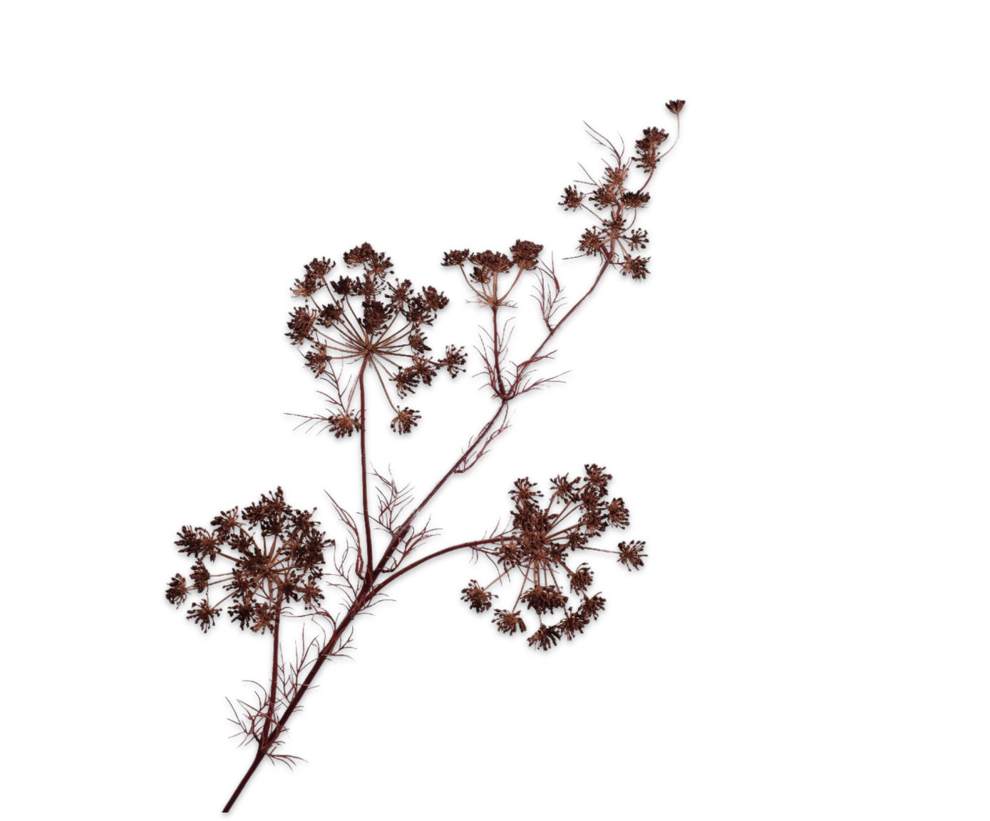 DILLE TAK BRUIN  122 cm