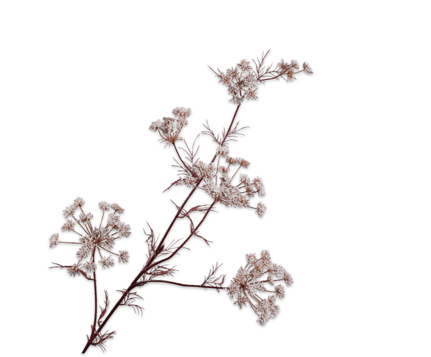 QUEEN AN LACE SPRAY WHITE  122 CM