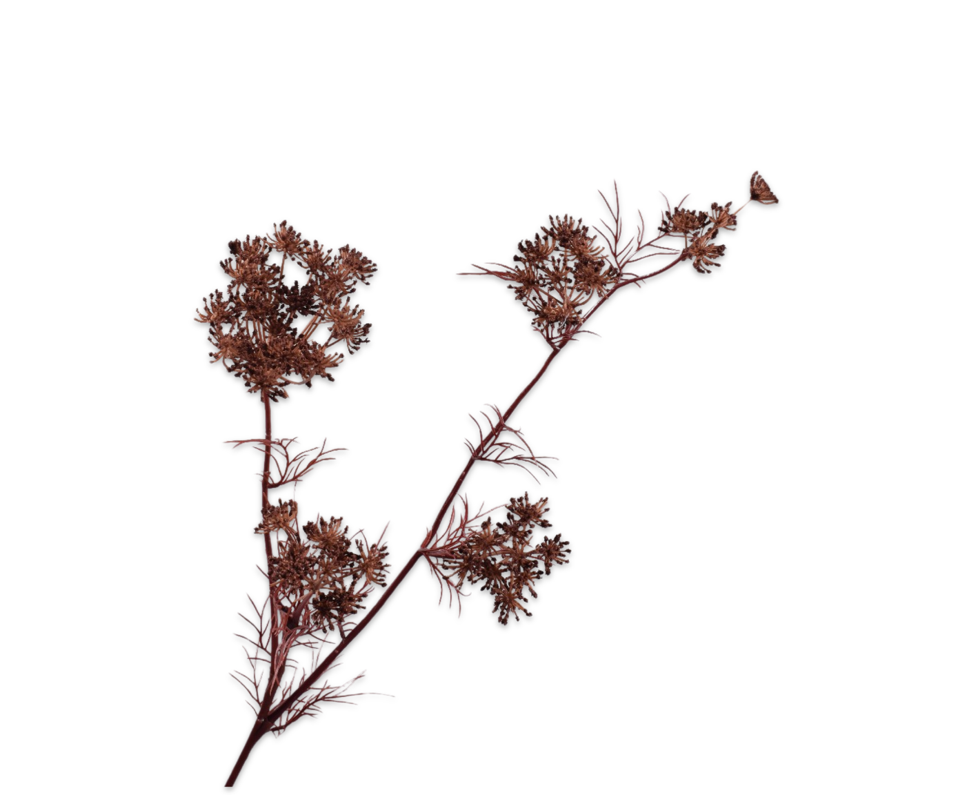 QUEEN AN LACE SPRAY BROWN  78 CM
