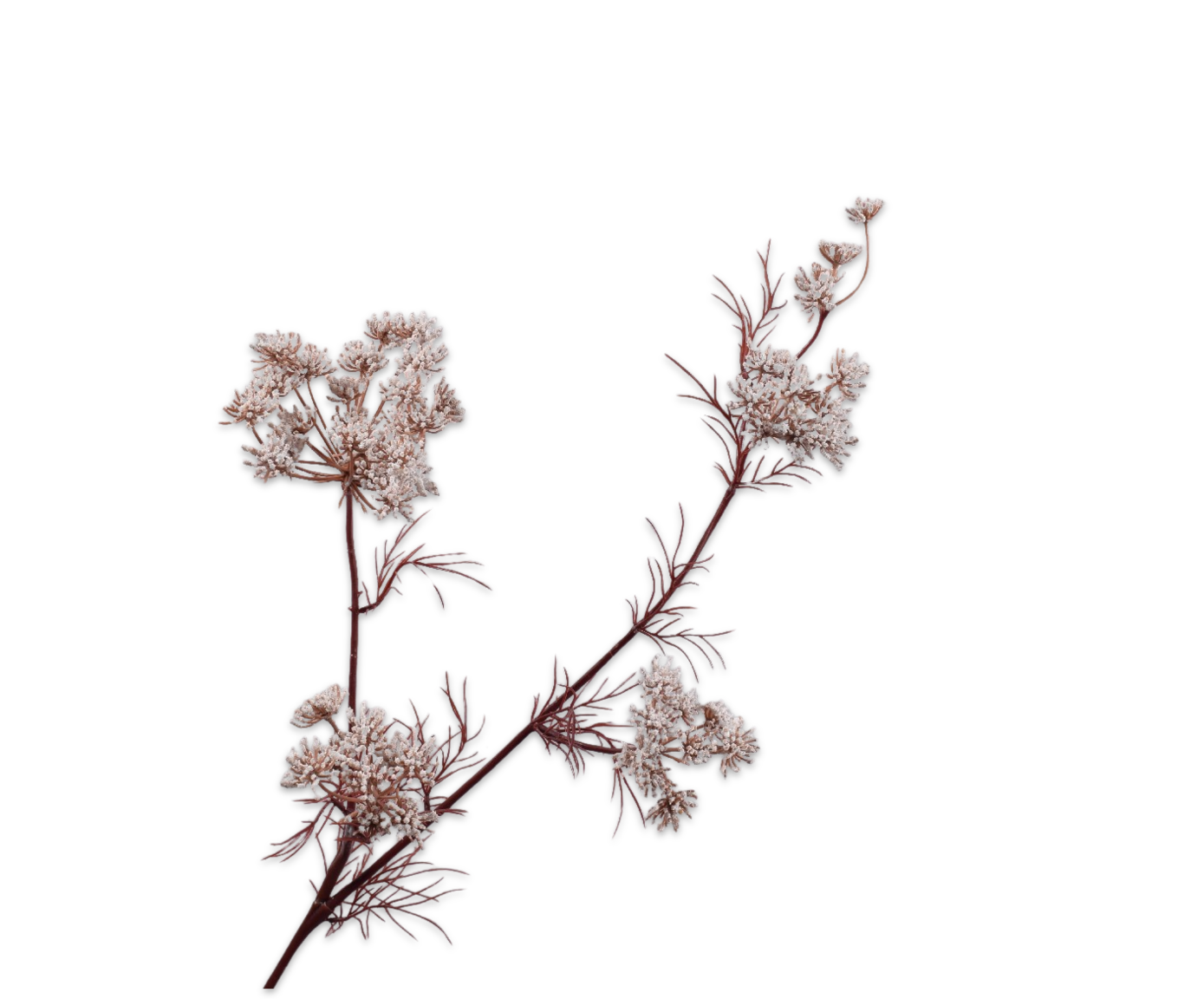 QUEEN AN LACE SPRAY WHITE  78 CM