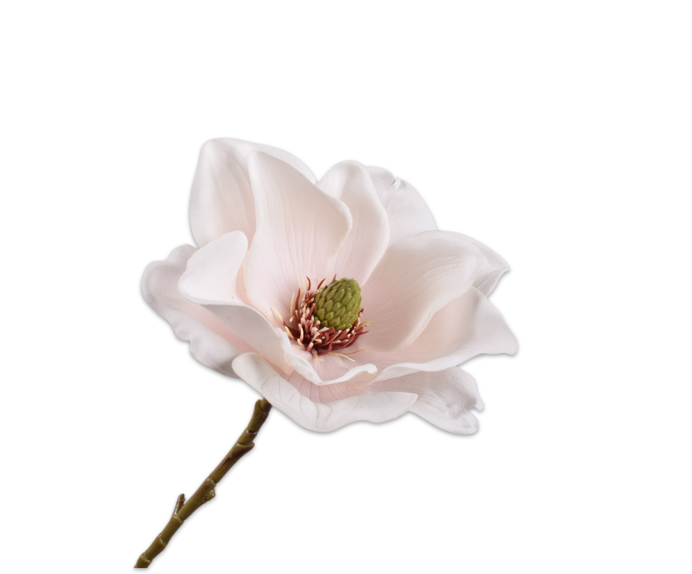 MAGNOLIA RAMA CHAMP RT  75 CM