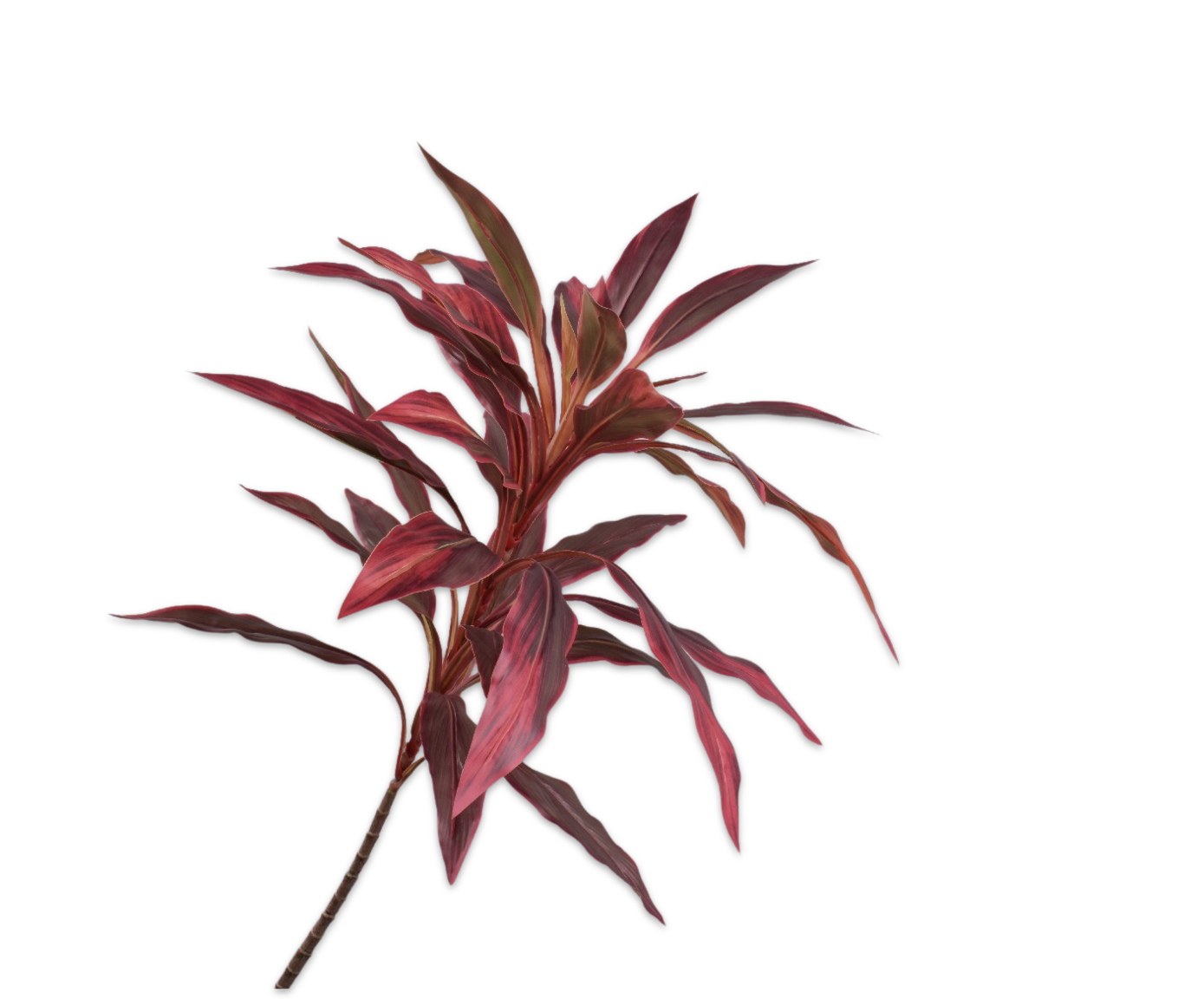 CORDYLINE SPRAY RED  140 CM