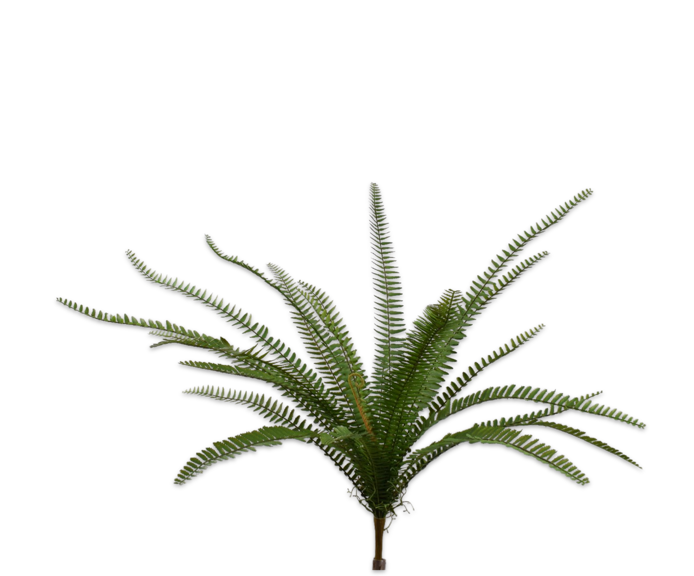 FERN BUSH GREEN  64 CM