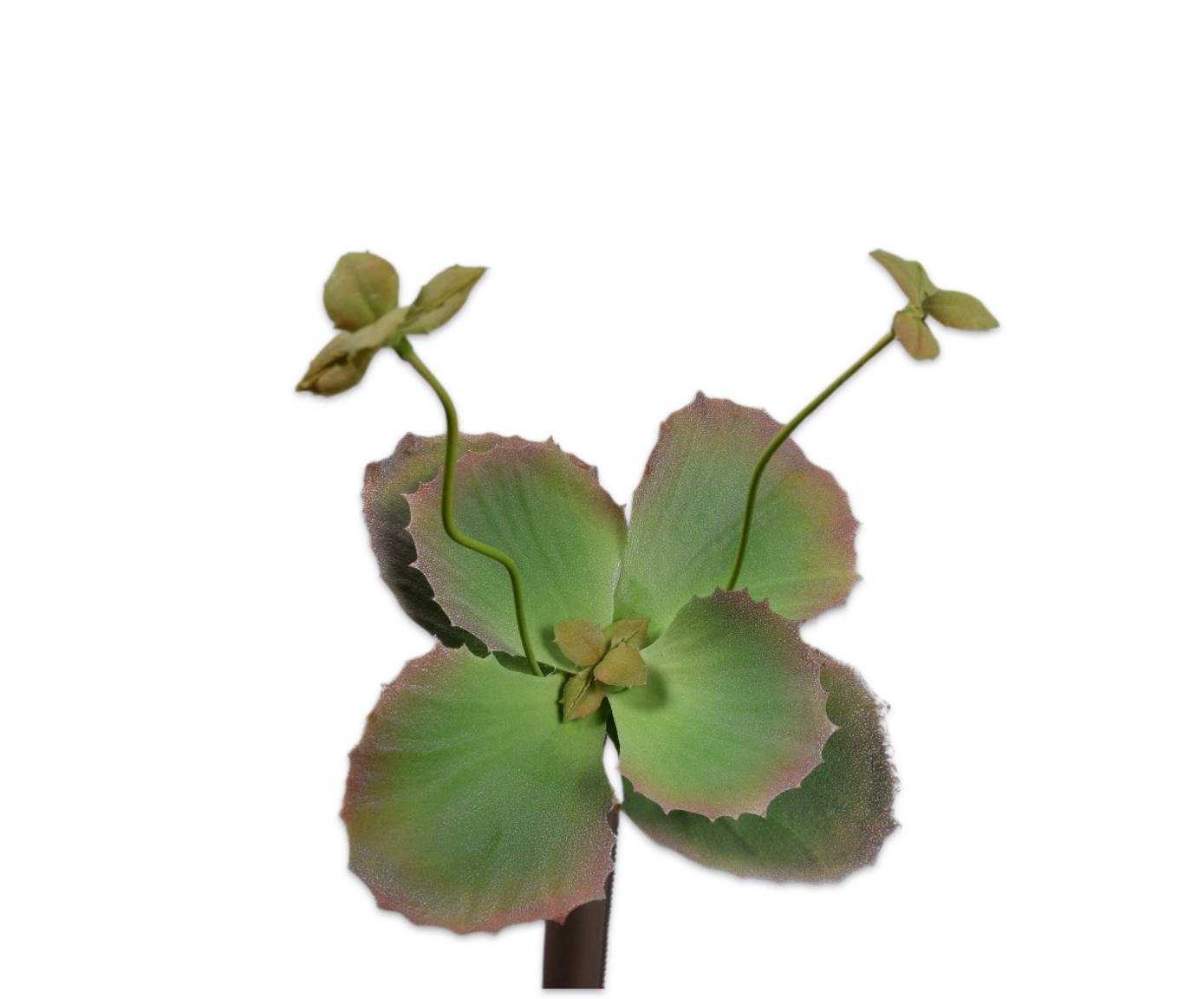 SUCCULENT STEKER GROEN 25 cm