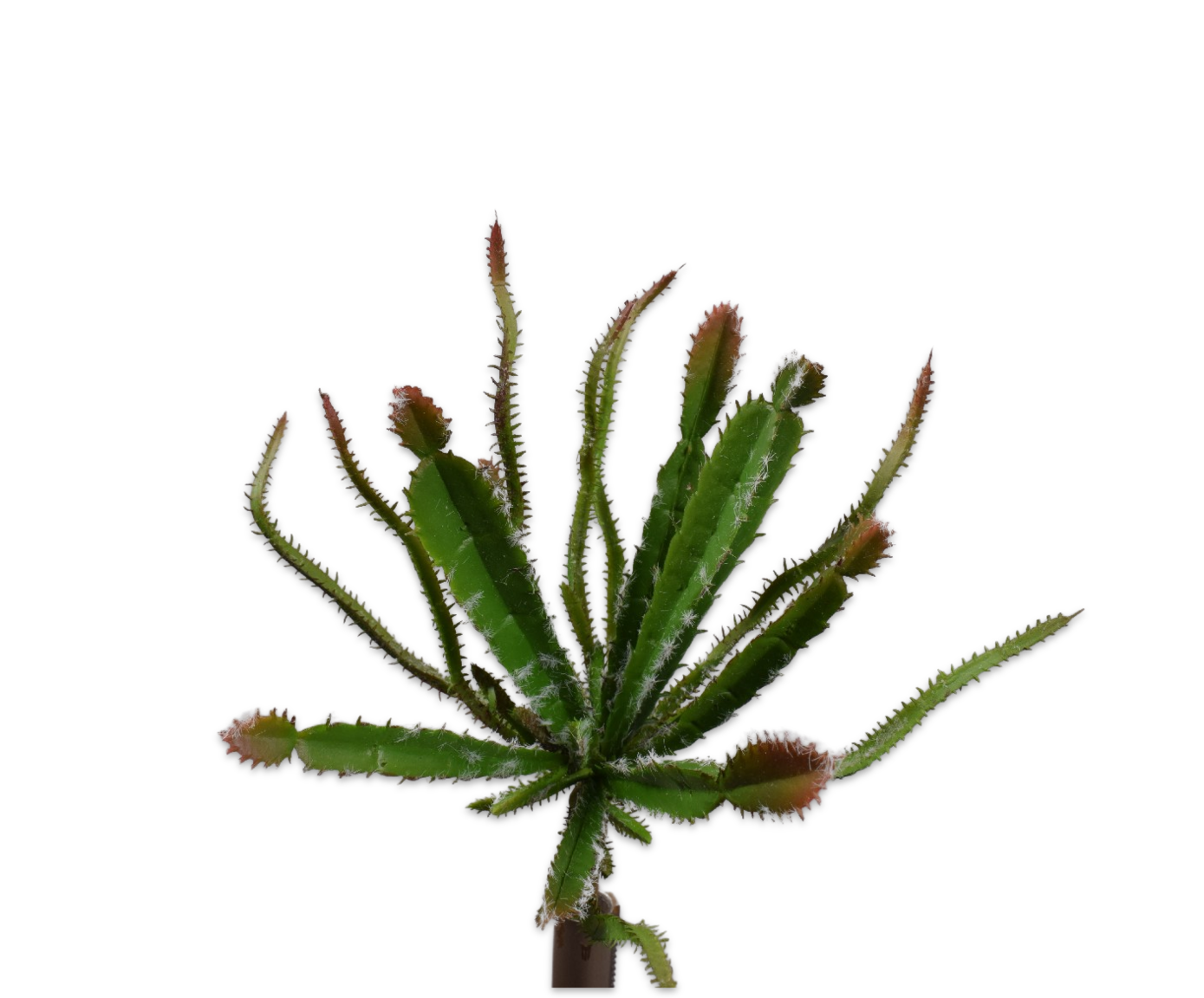 SUCCULENT STEKER BRN/GRN  25 cm