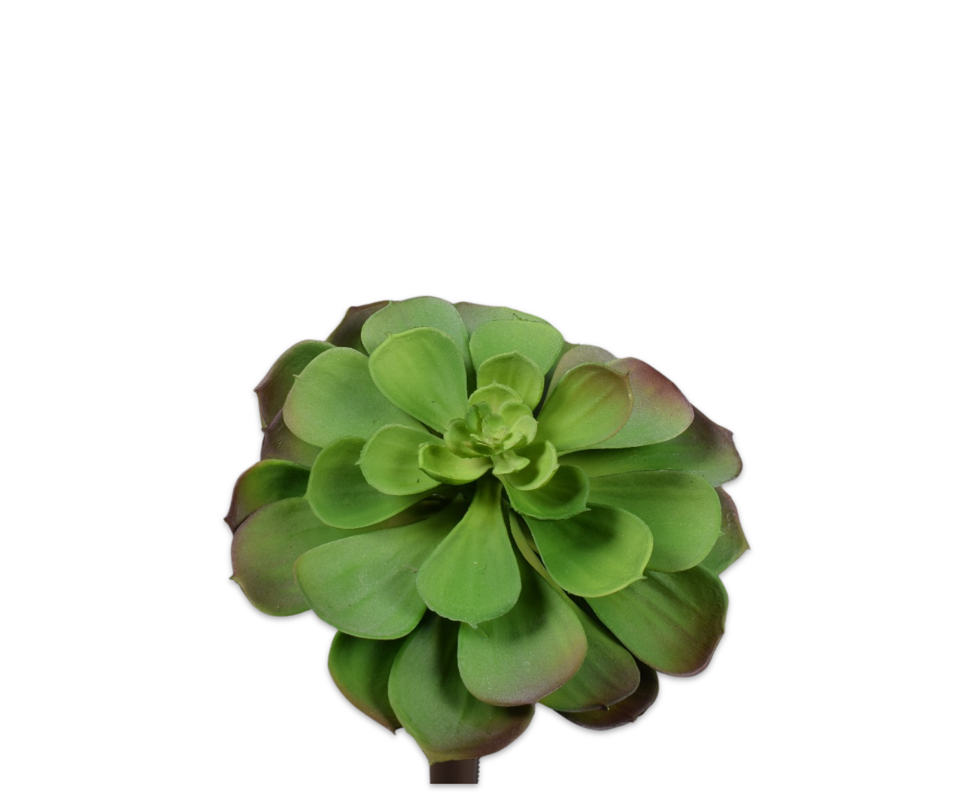 SUCCULENT PICK PRP/GR  15 CM