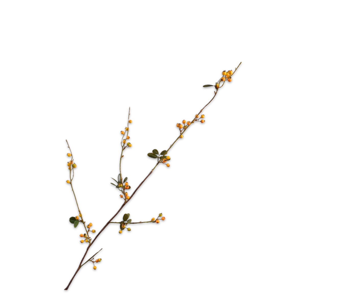 BERRY SPRAY  YLL/GRN  124 CM