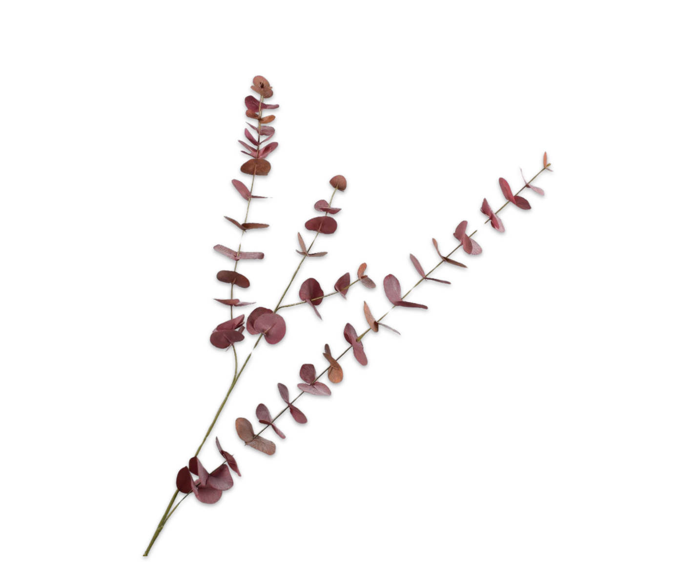 EUCALYPTUS TAK BORDEAUX 109 cm