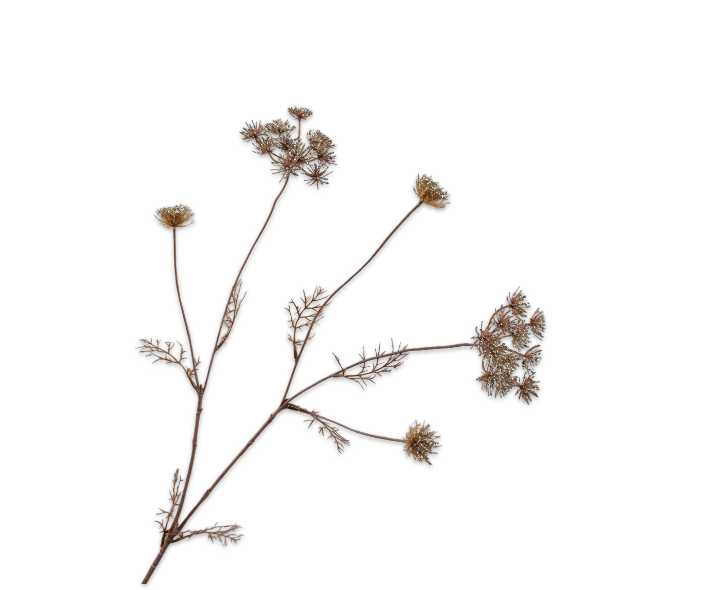 QUEEN AN LACE SPRAY CHAMP  100 CM