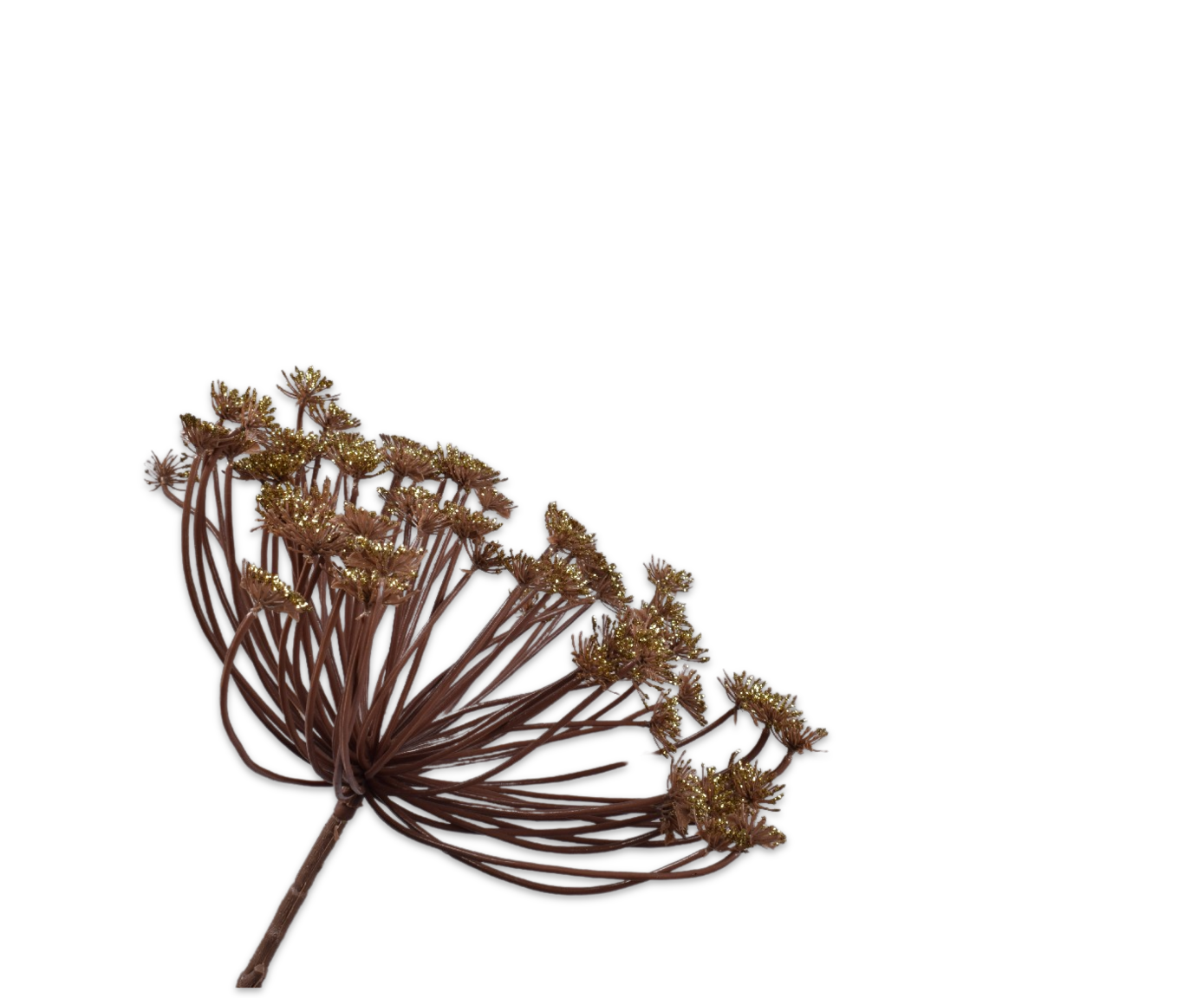 QUEEN AN LACE STEM CHAMP  82 CM