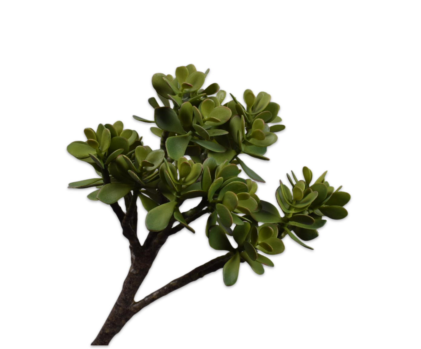 SUCCULENT TAK GROEN  52 cm