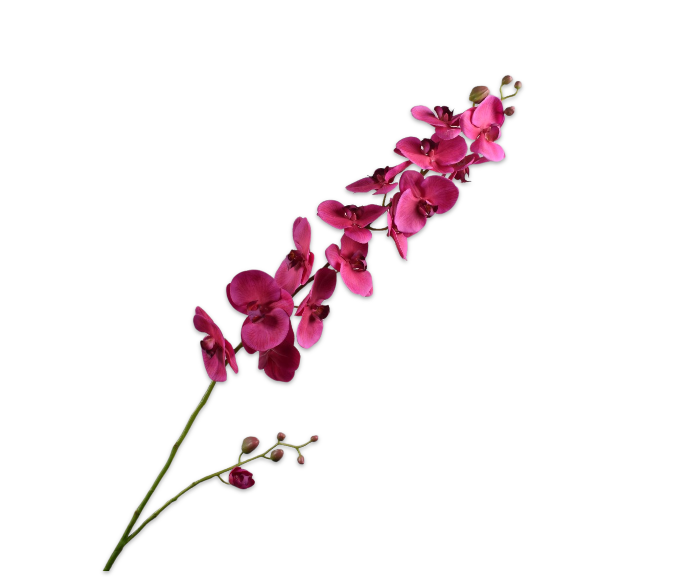 PHALAENOPSIS STEM PURPLE  175 CM