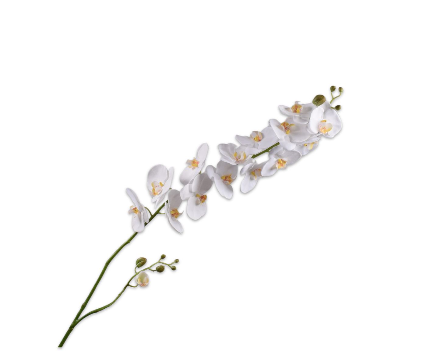 PHALAENOPSIS STEM CREAM  175 CM