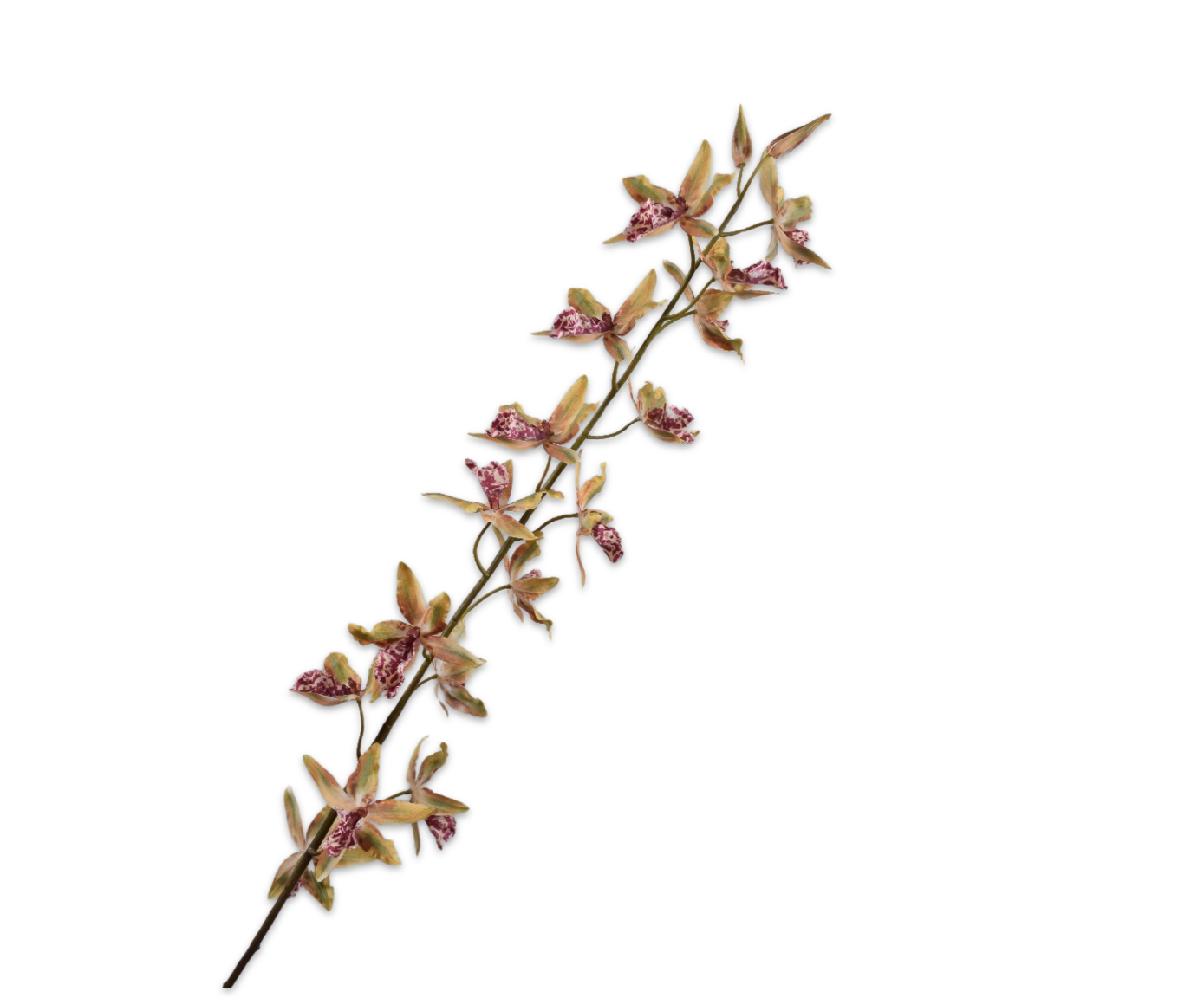 ONCIDIUM STEEL GRN/ROZ 158 cm