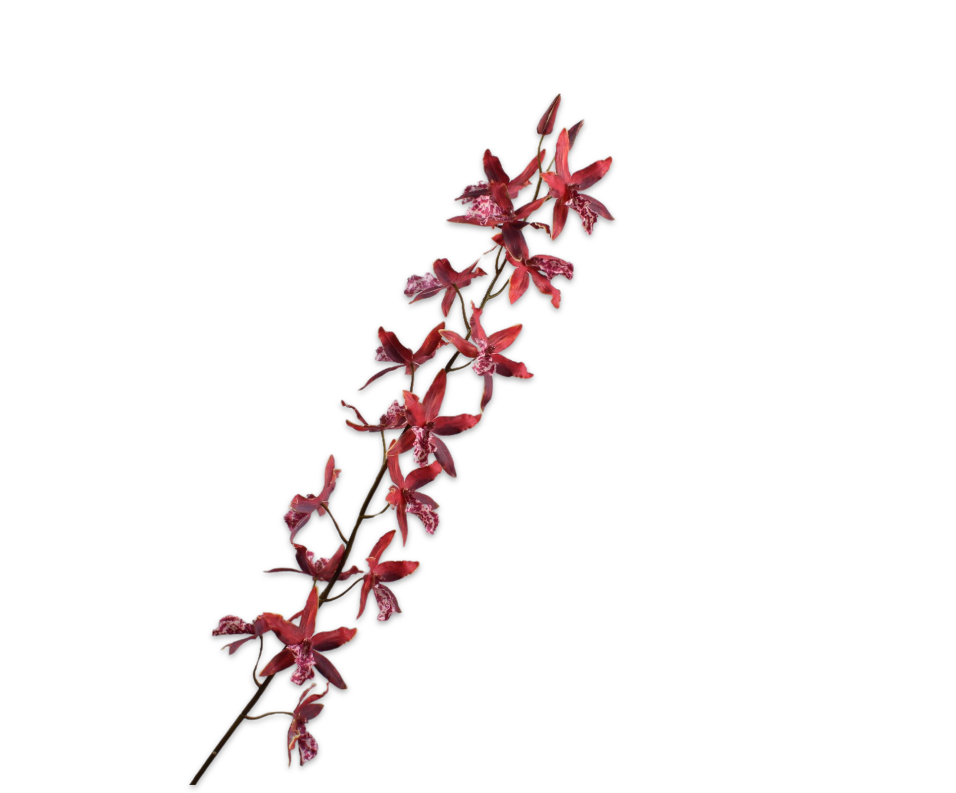 ONCIDIUM STEEL ROZ/RD 158 cm