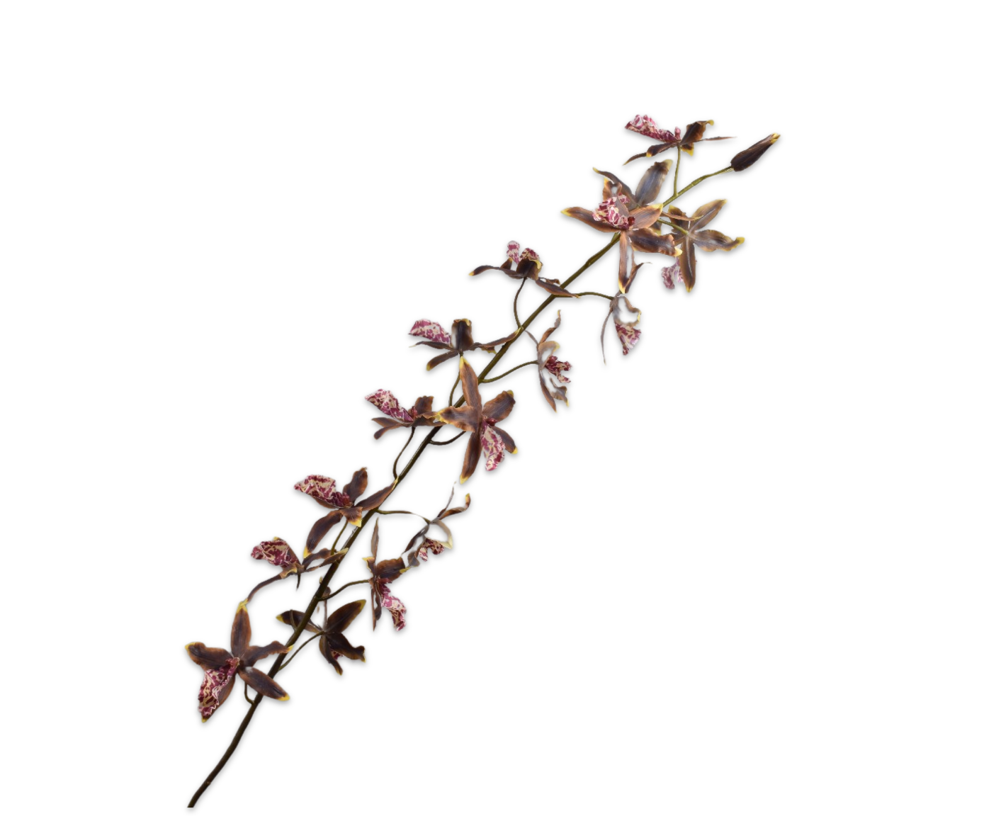 ONCIDIUM STEEL GRN/BRN 158 cm