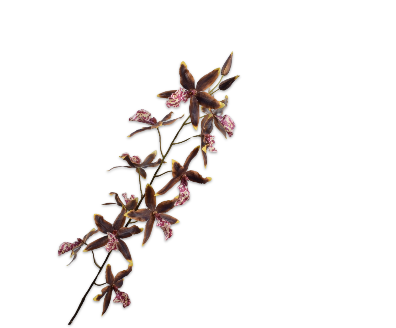 ONCIDIUM STEEL GRN/BRN 109 cm