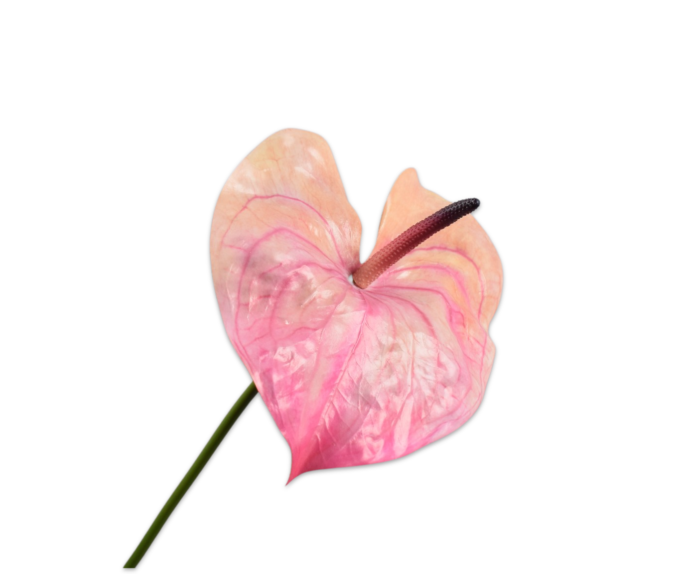 ANTHURIUM STEEL ROZE DK  81 cm