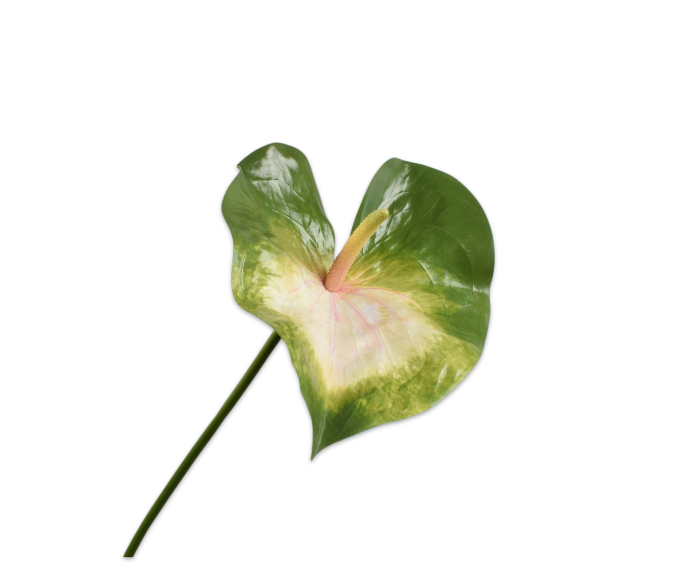 ANTHURIUM STEEL ROZE  81 cm
