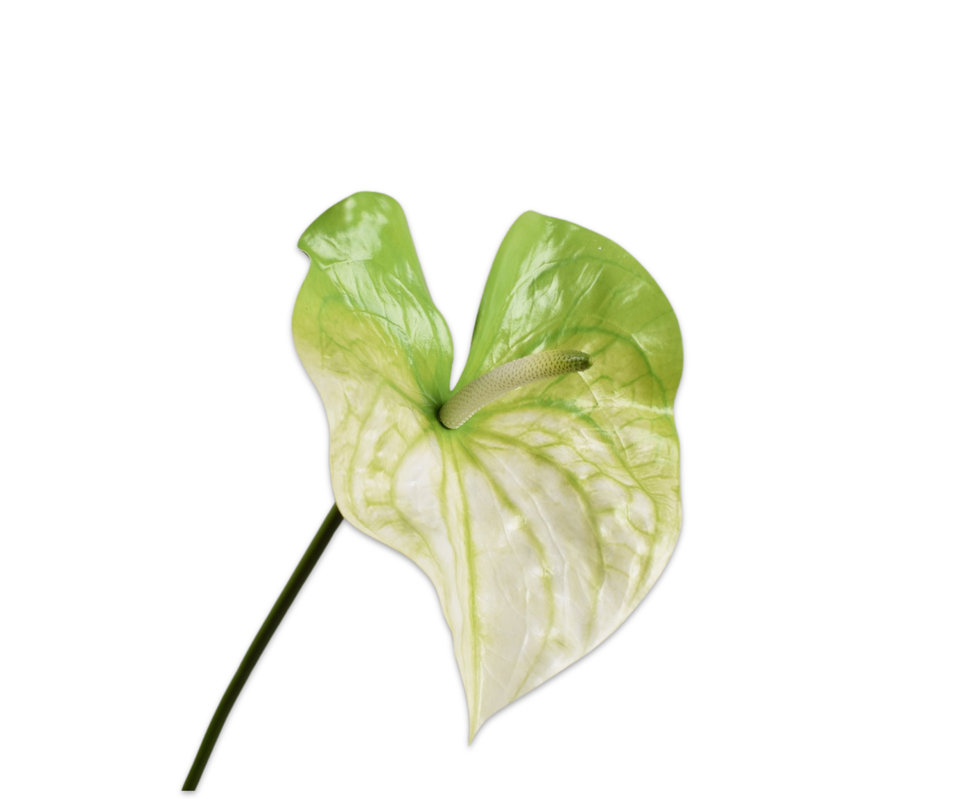 ANTHURIUM STEEL GRN/WIT  81 cm