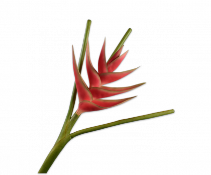 HELICONIA STEM RED  110 CM