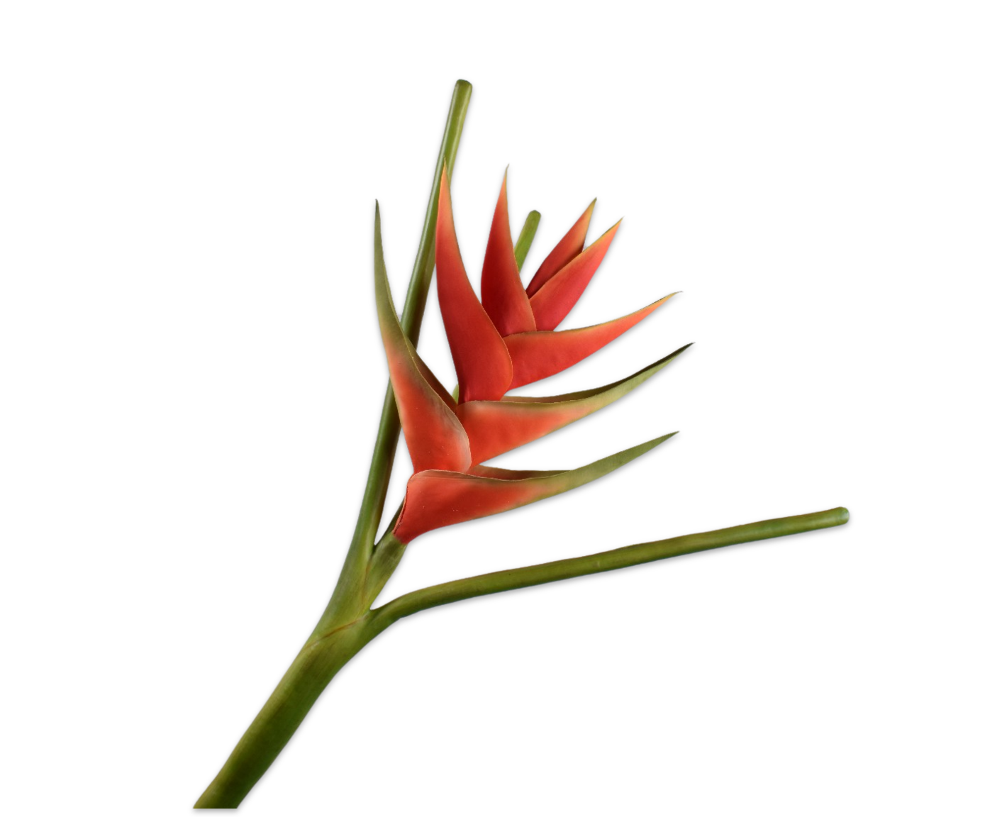 HELICONIA STEEL RD/ORA 110 cm