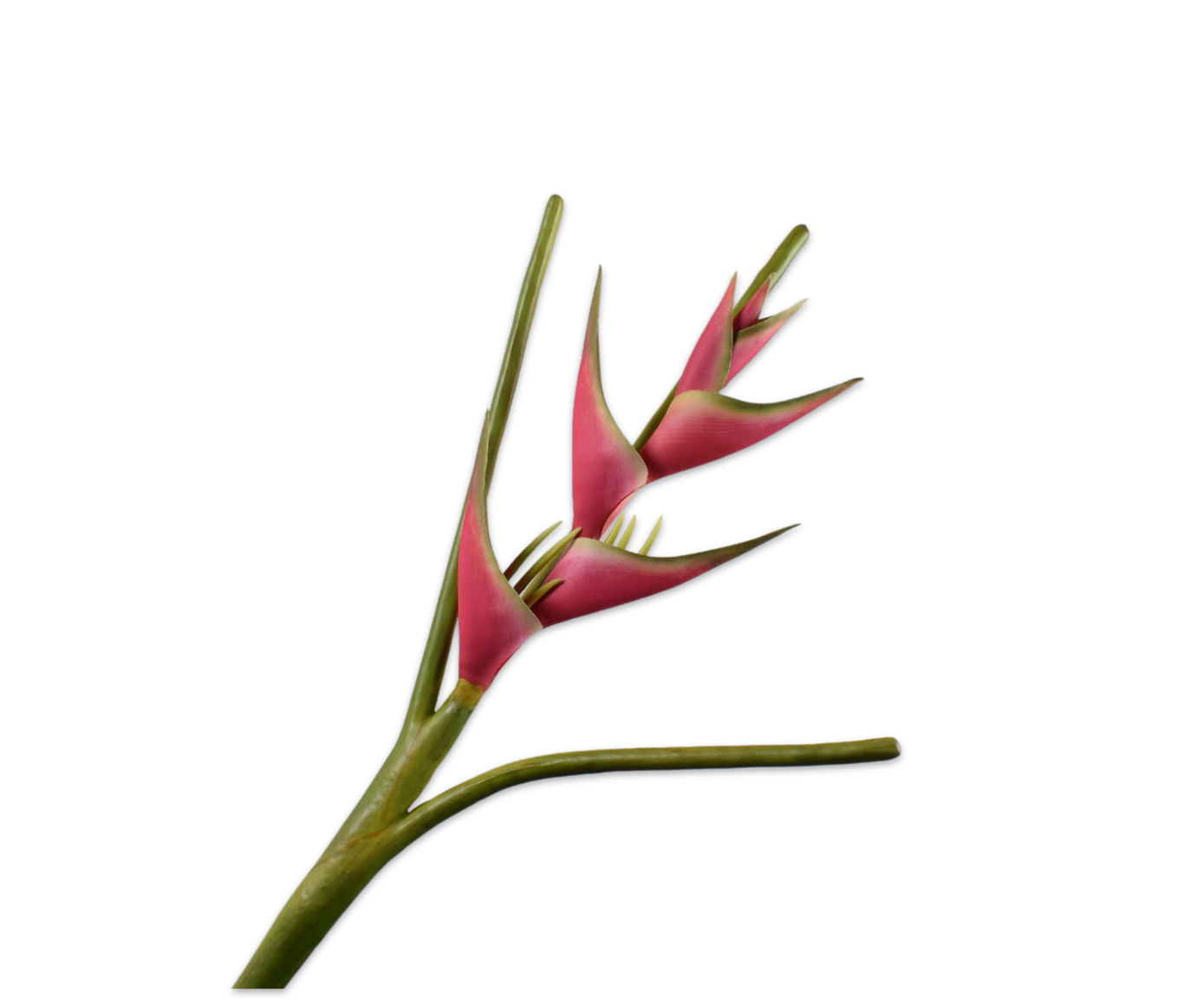 HELICONIA TALLO ROJ/VER  107 CM
