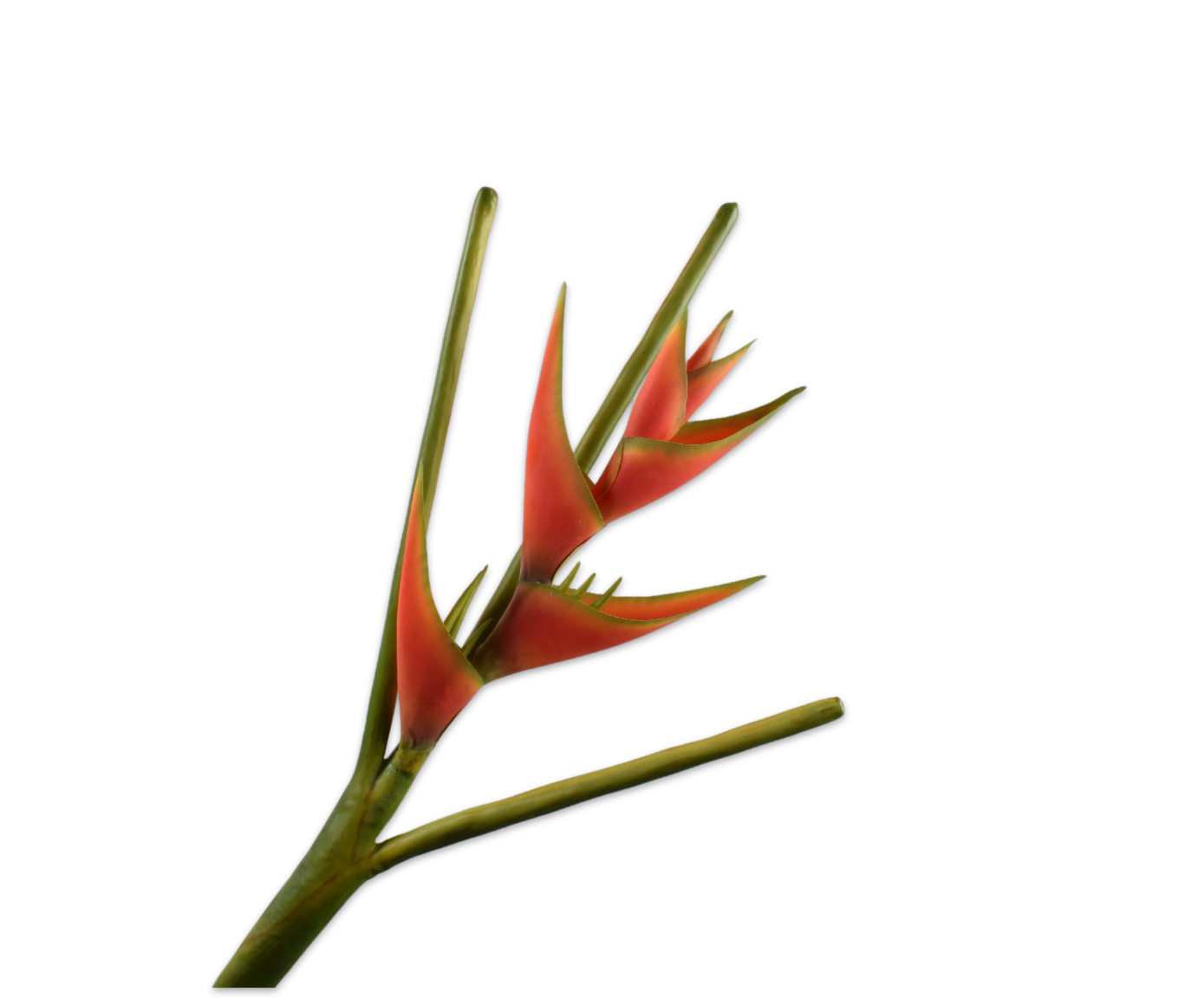 HELICONIA TALLO NAR/ROJ  105 CM