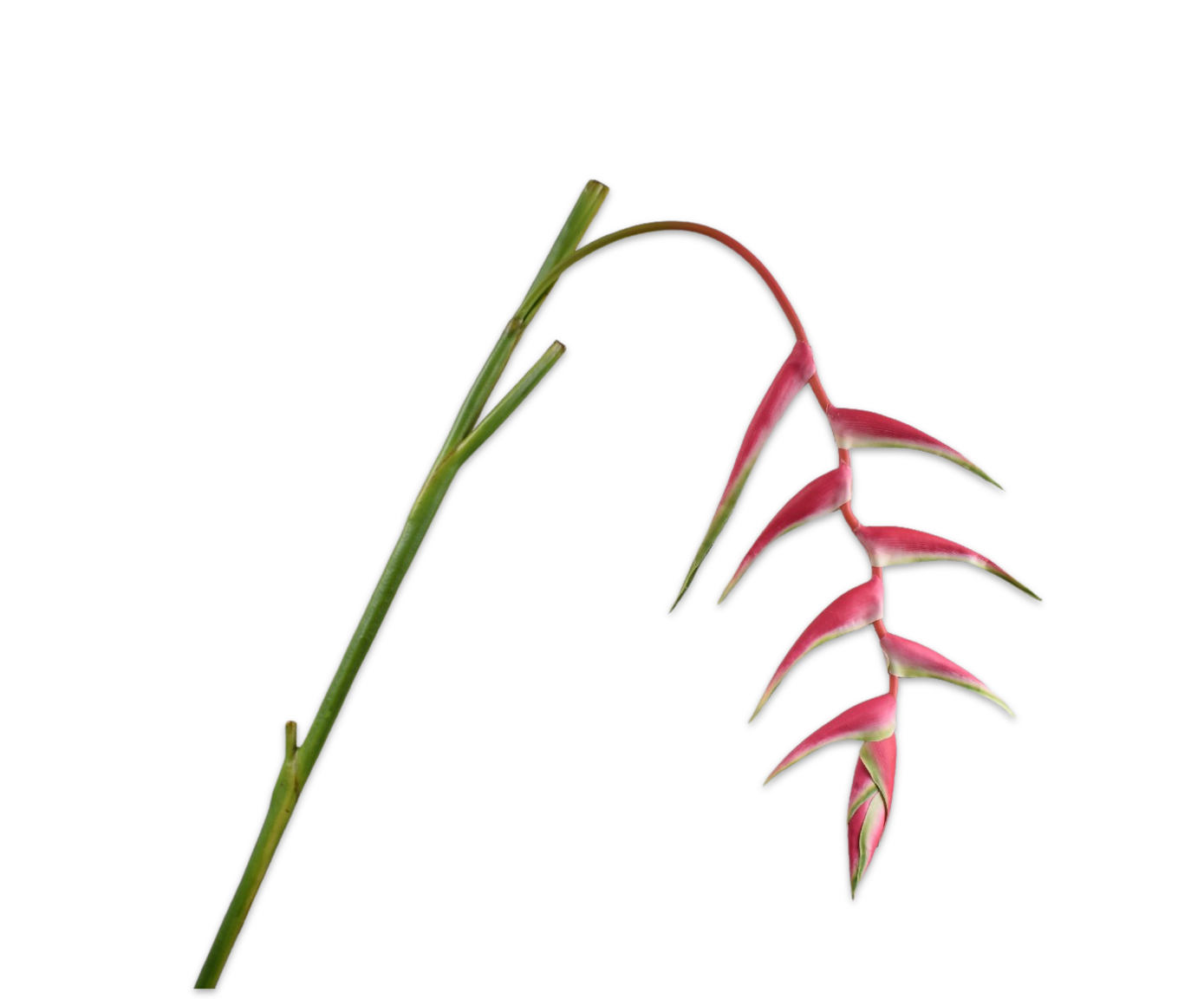 HELICONIA STEEL GRN/MVE 115 cm