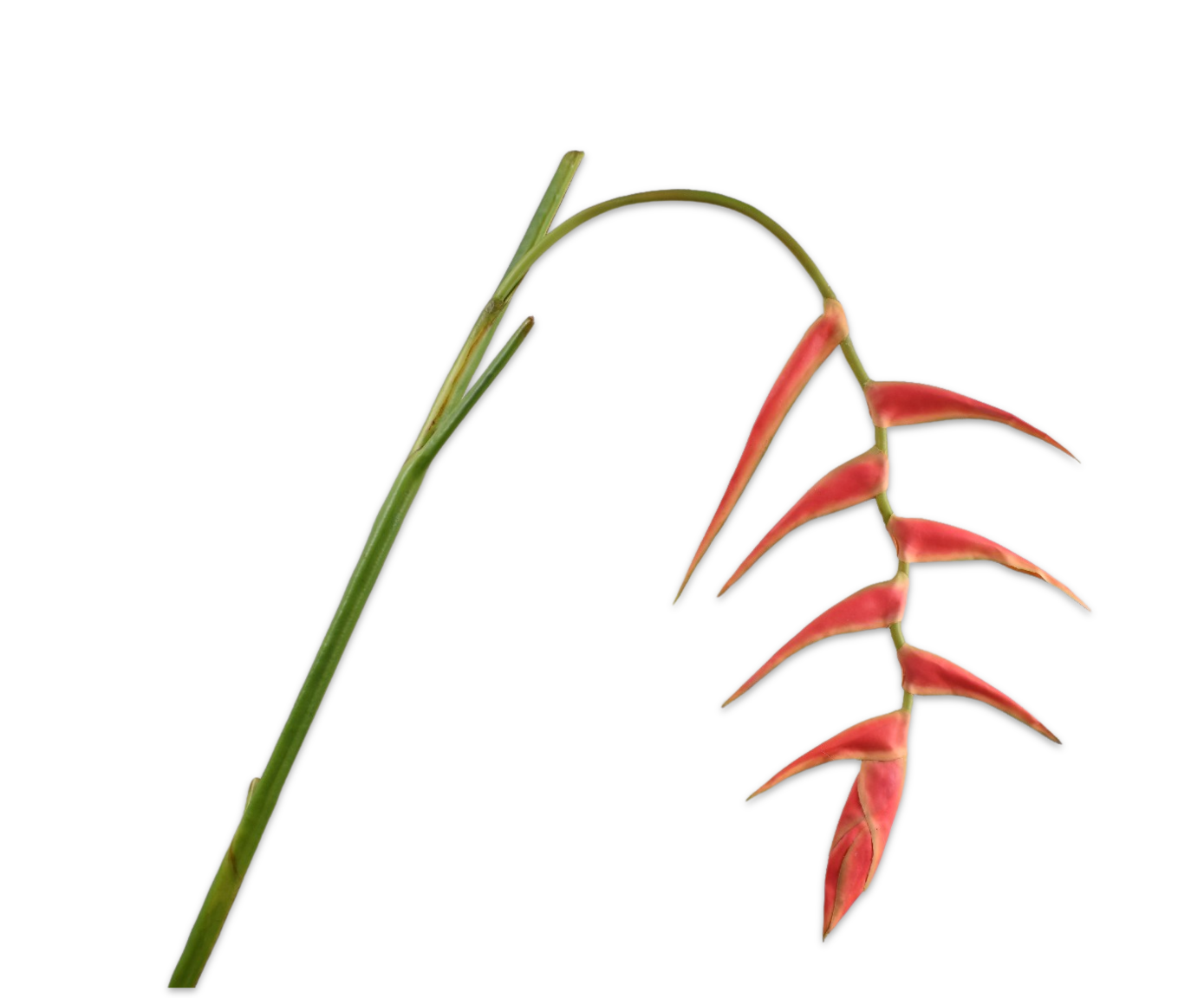 HELICONIA TALLO ROJ/VER  115 CM