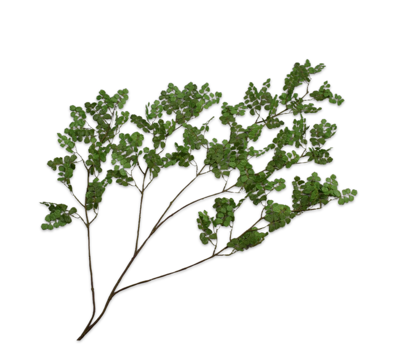 BLADTAK  GROEN 167 cm