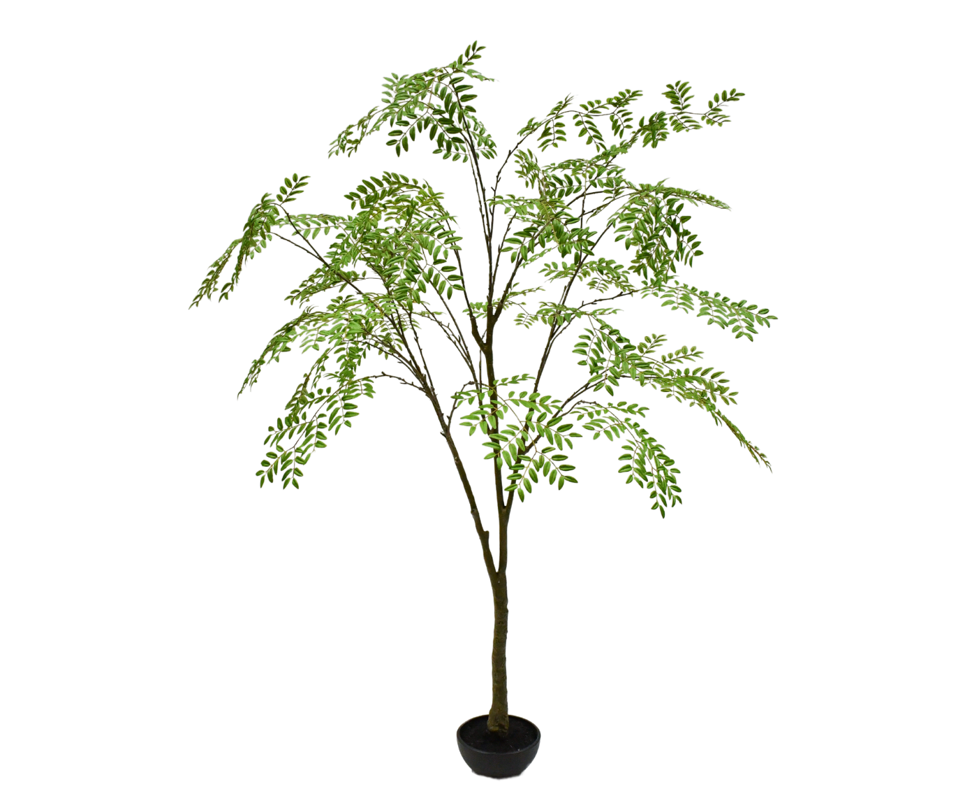 ARALIA I/POT GREEN  210 CM
