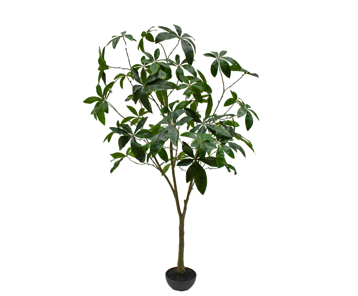 PACHIRA I/POT GROEN  205 cm