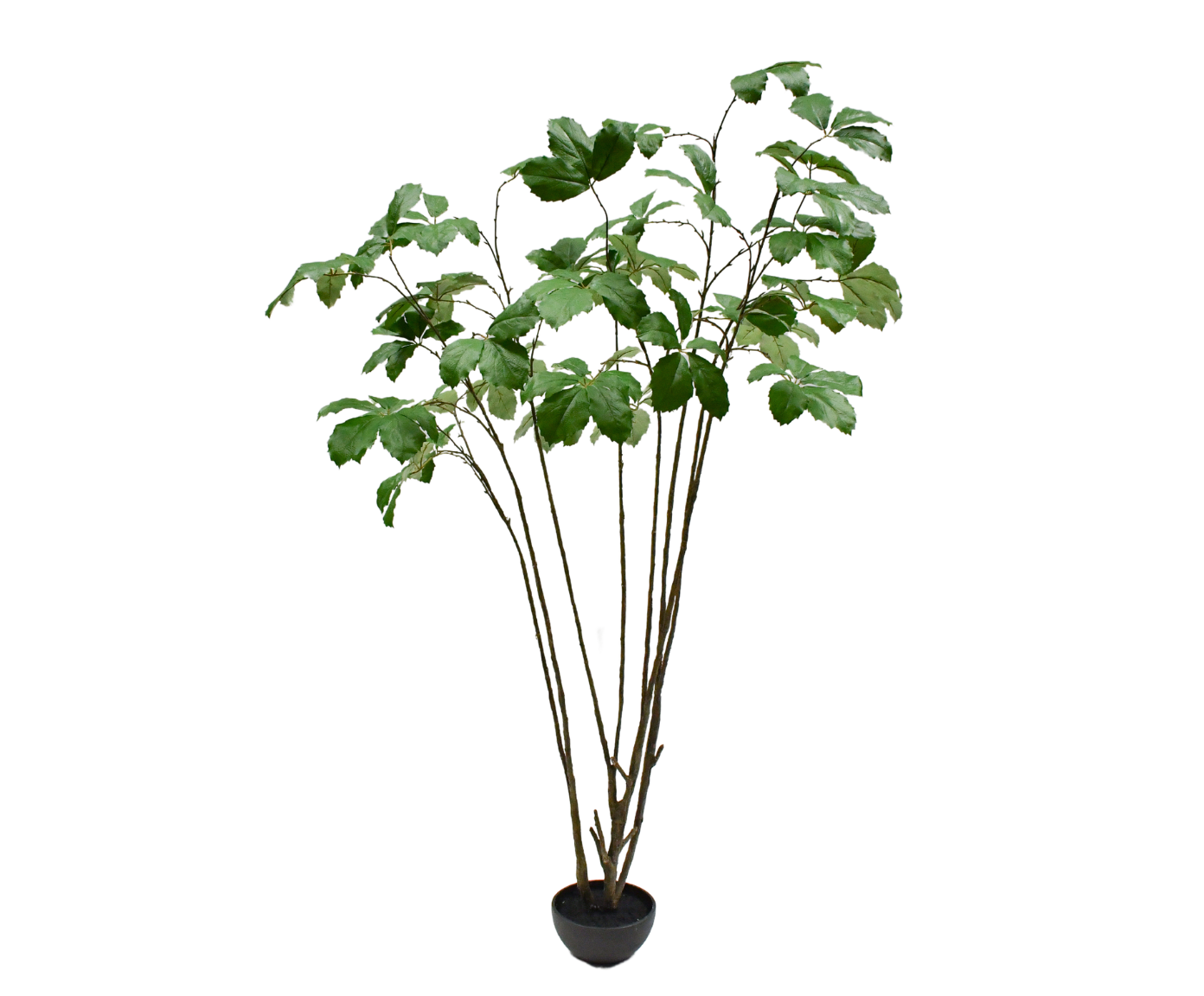 KASTANJE I/POT GROEN  230 cm