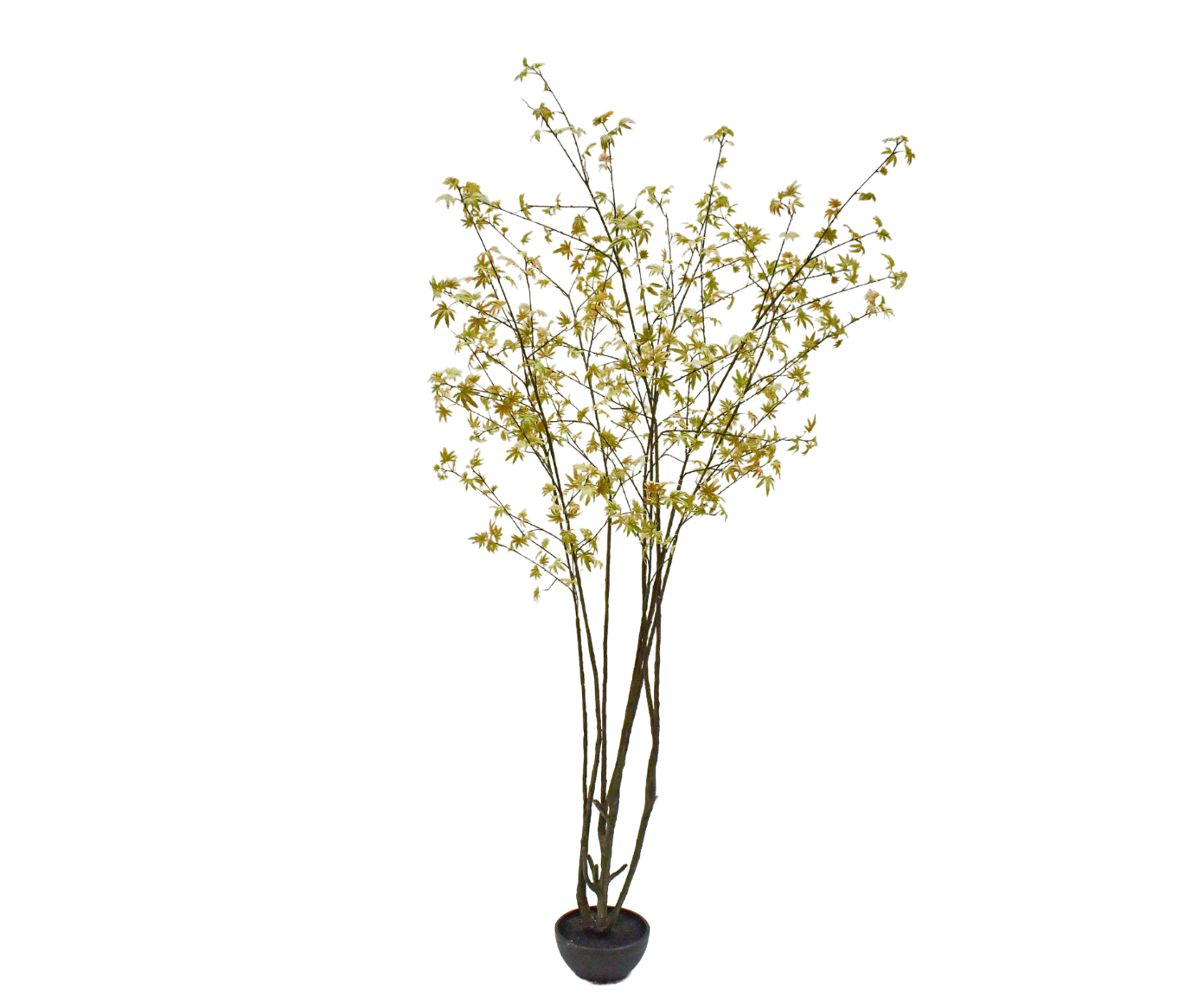ACER E/MACETA VERDE  255 CM