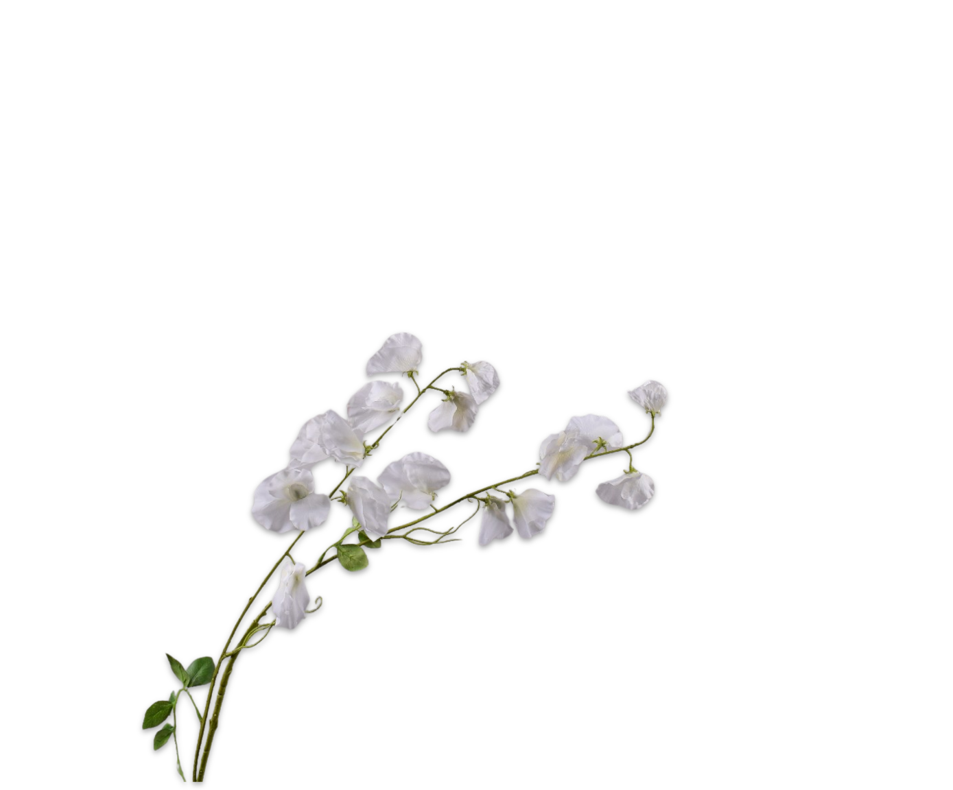 LATHYRUS TAK CREME RT 121 cm