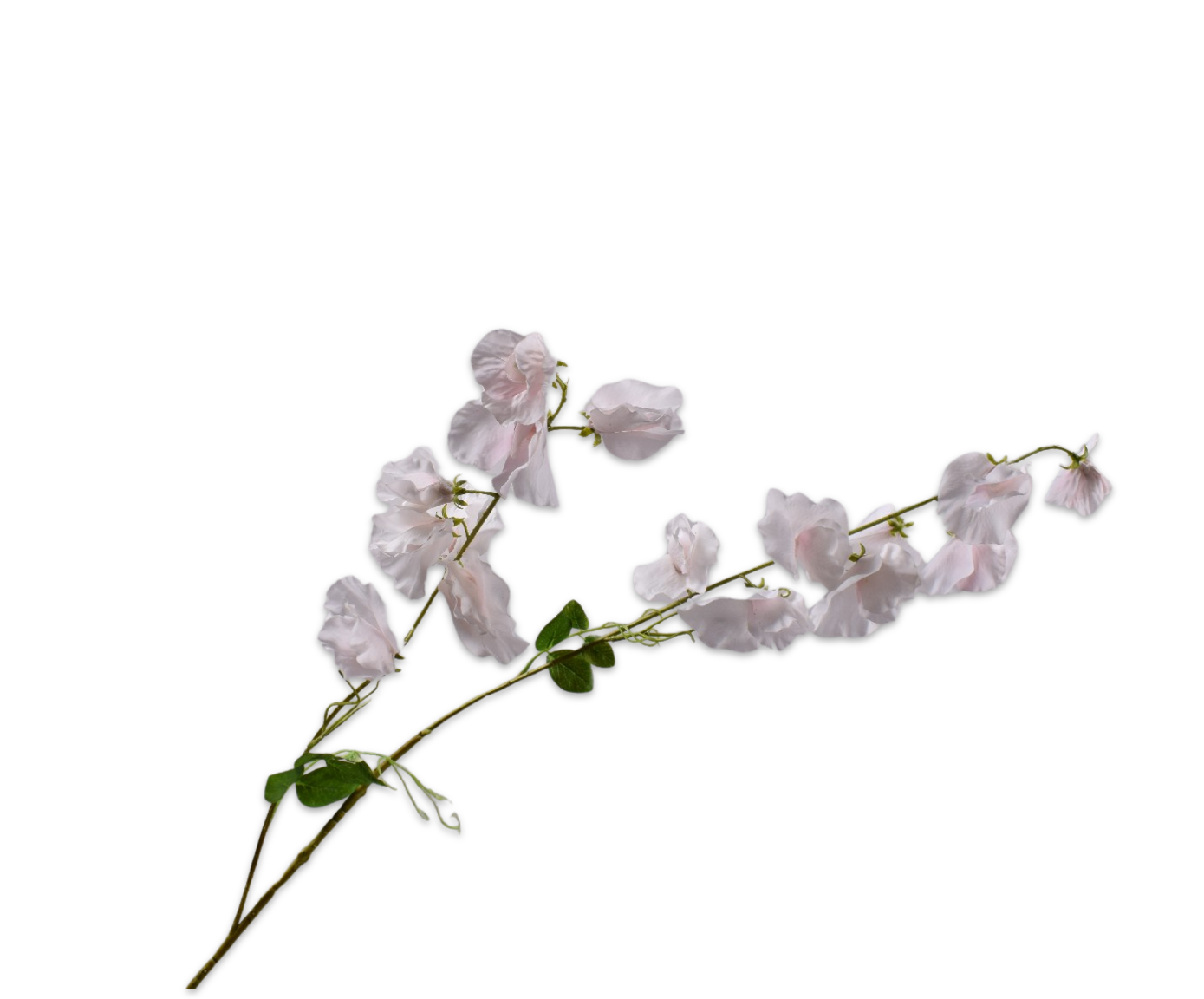 LATHYRUS&#x20;TAK&#x20;ROZE&#x20;LT&#x20;RT&#x20;121&#x20;cm