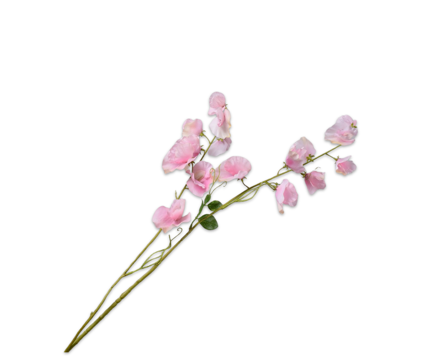 LATHYRUS SPRAY PINK RT  121 CM