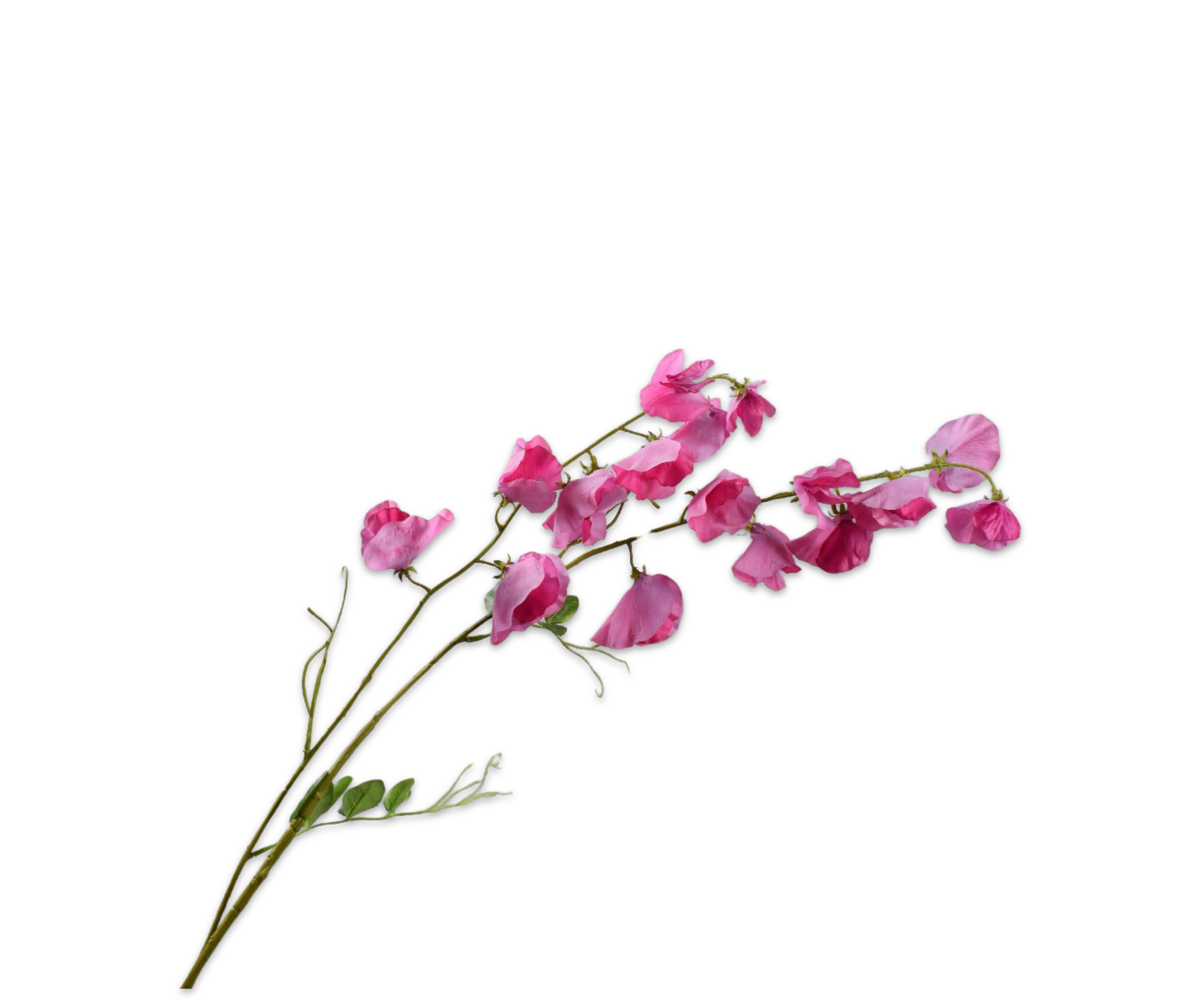 LATHYRUS SPRAY BEAUTY RT  121 CM
