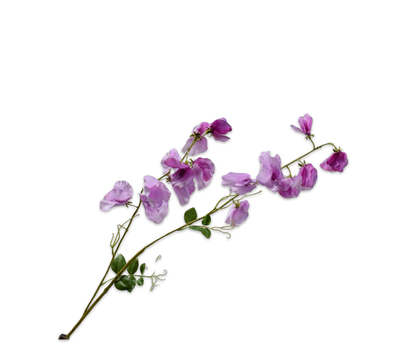 LATHYRUS SPRAY PURPLE RT  121 CM