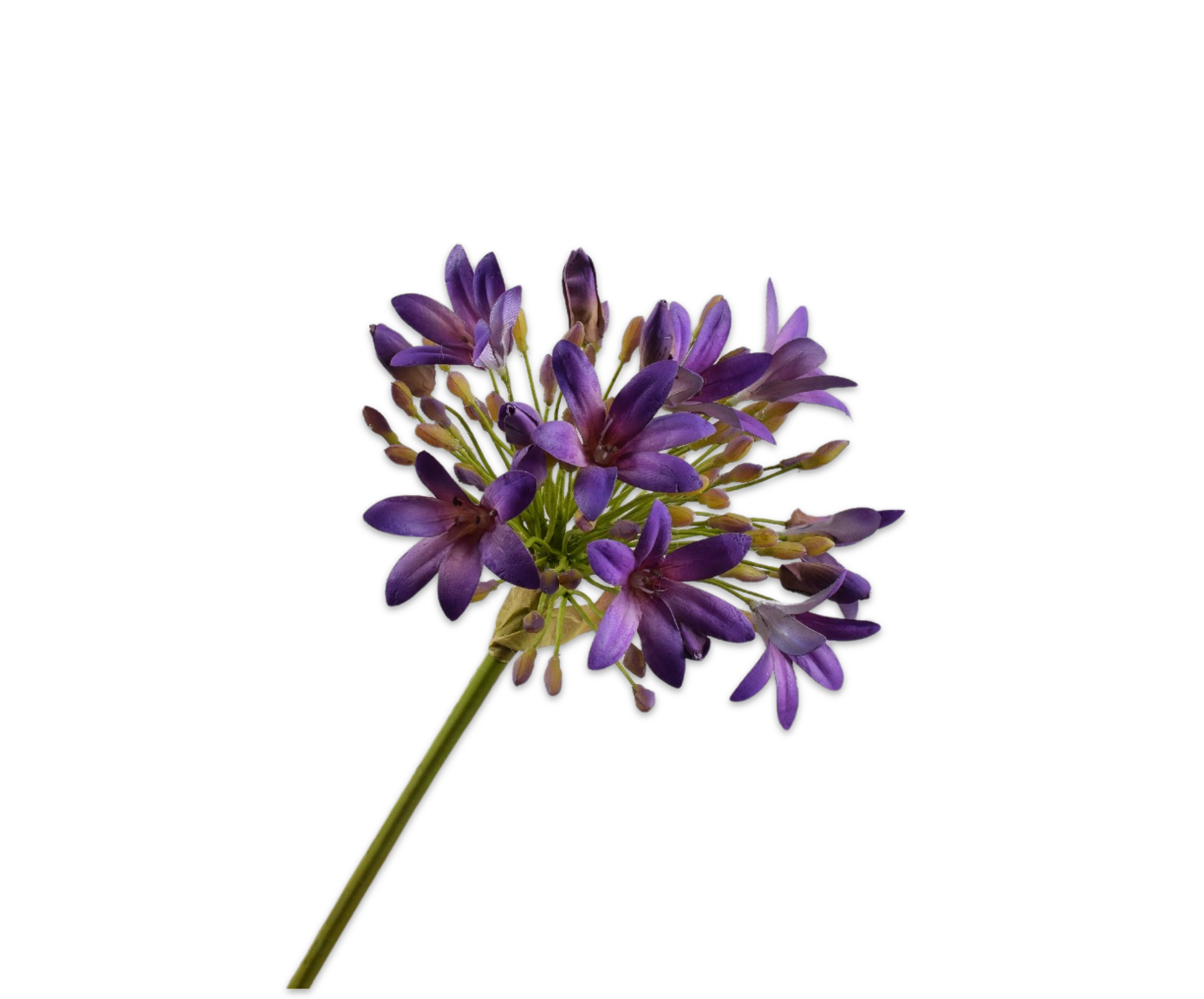 AGAPANTHUS STEM PURPLE RT  92 CM