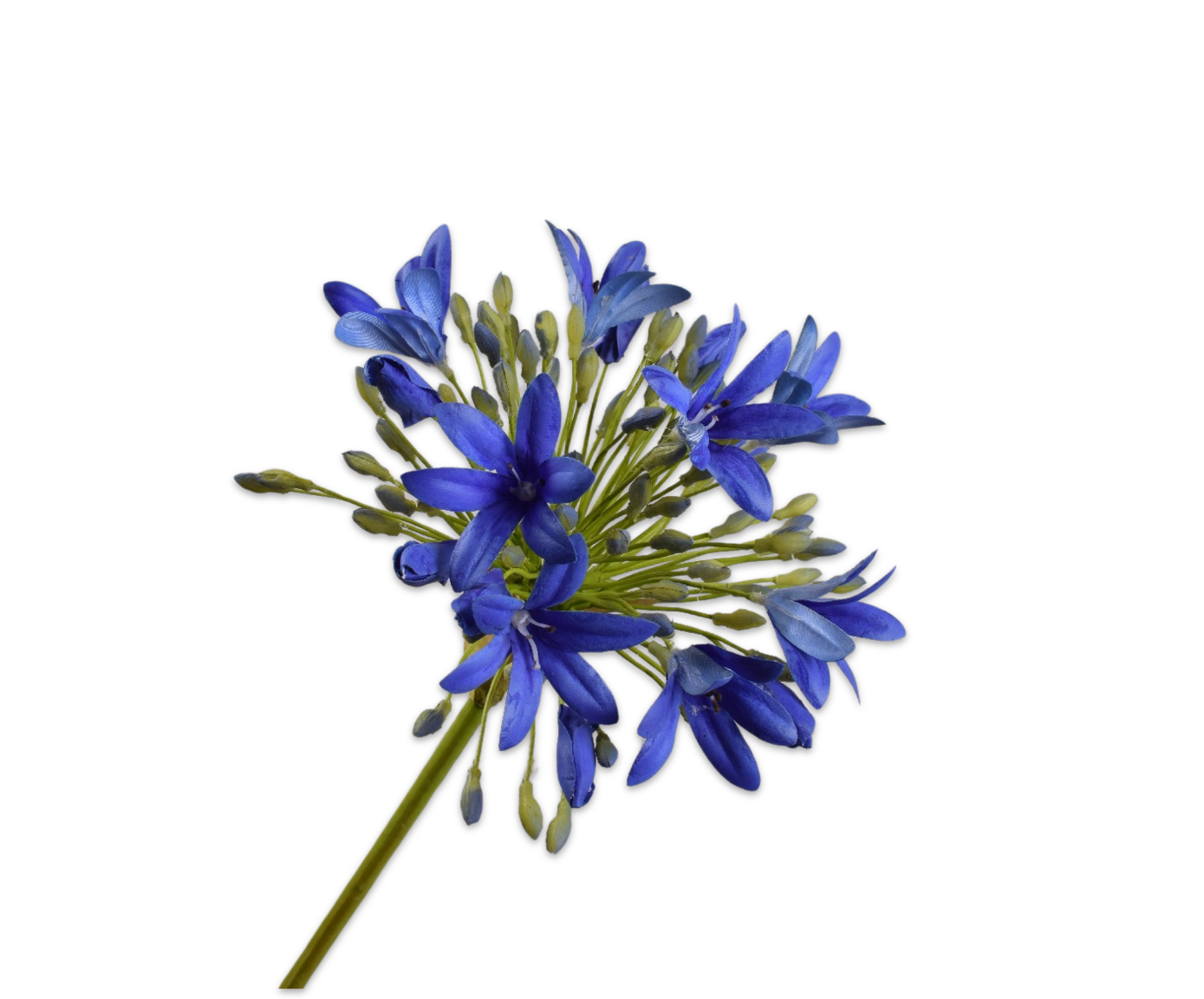 AGAPANTHUS STEM BLUE RT  92 CM