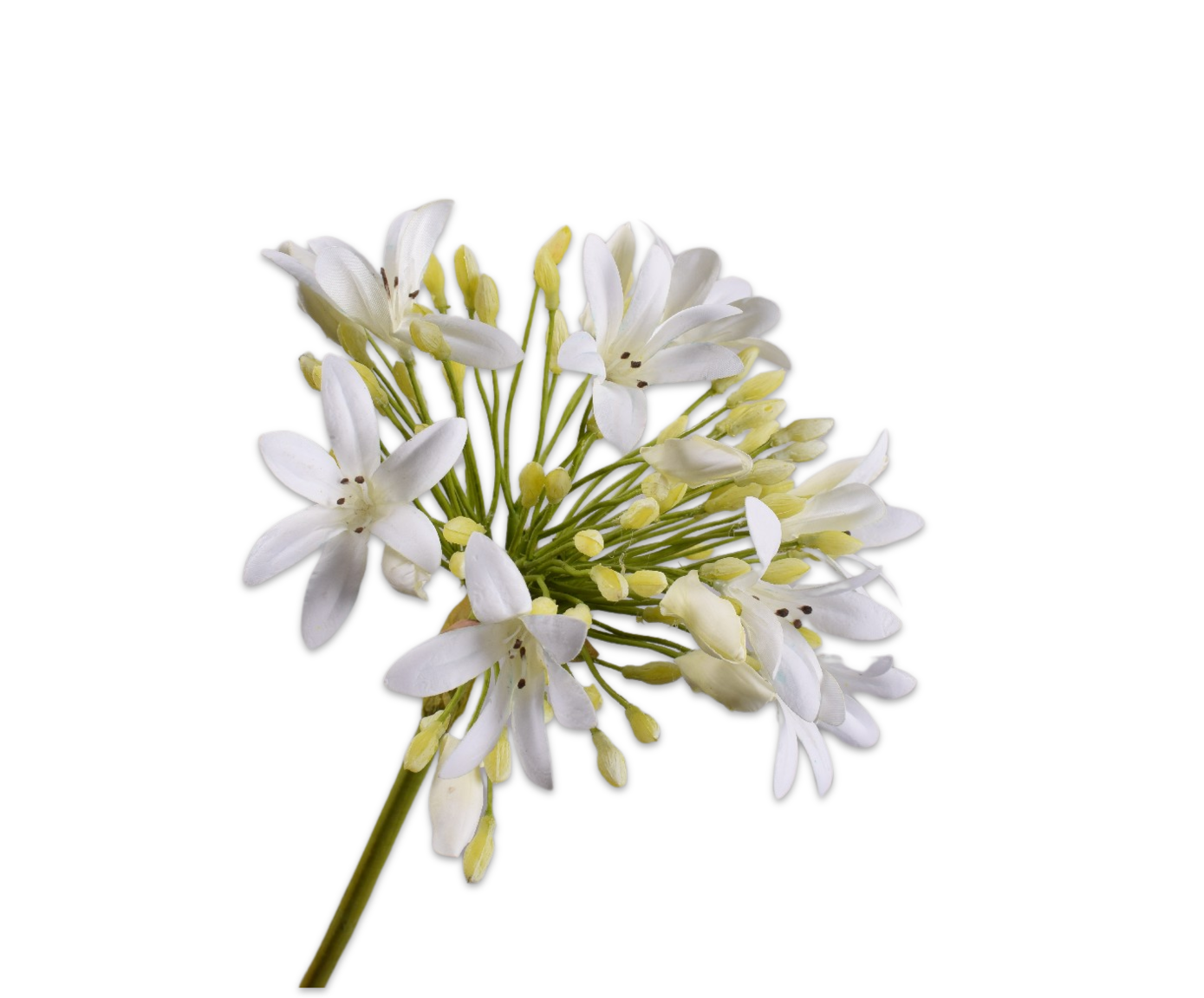 AGAPANTHUS STEEL CREME RT 92 cm