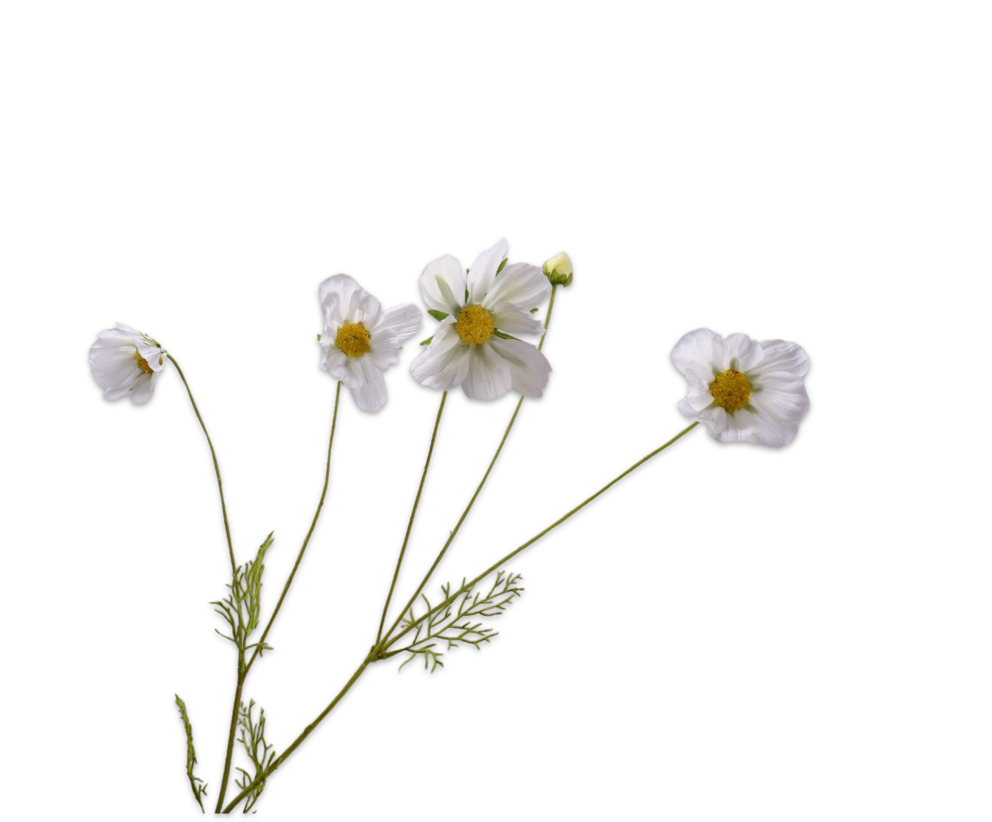 COSMOS SPRAY CREAM RT  92 CM