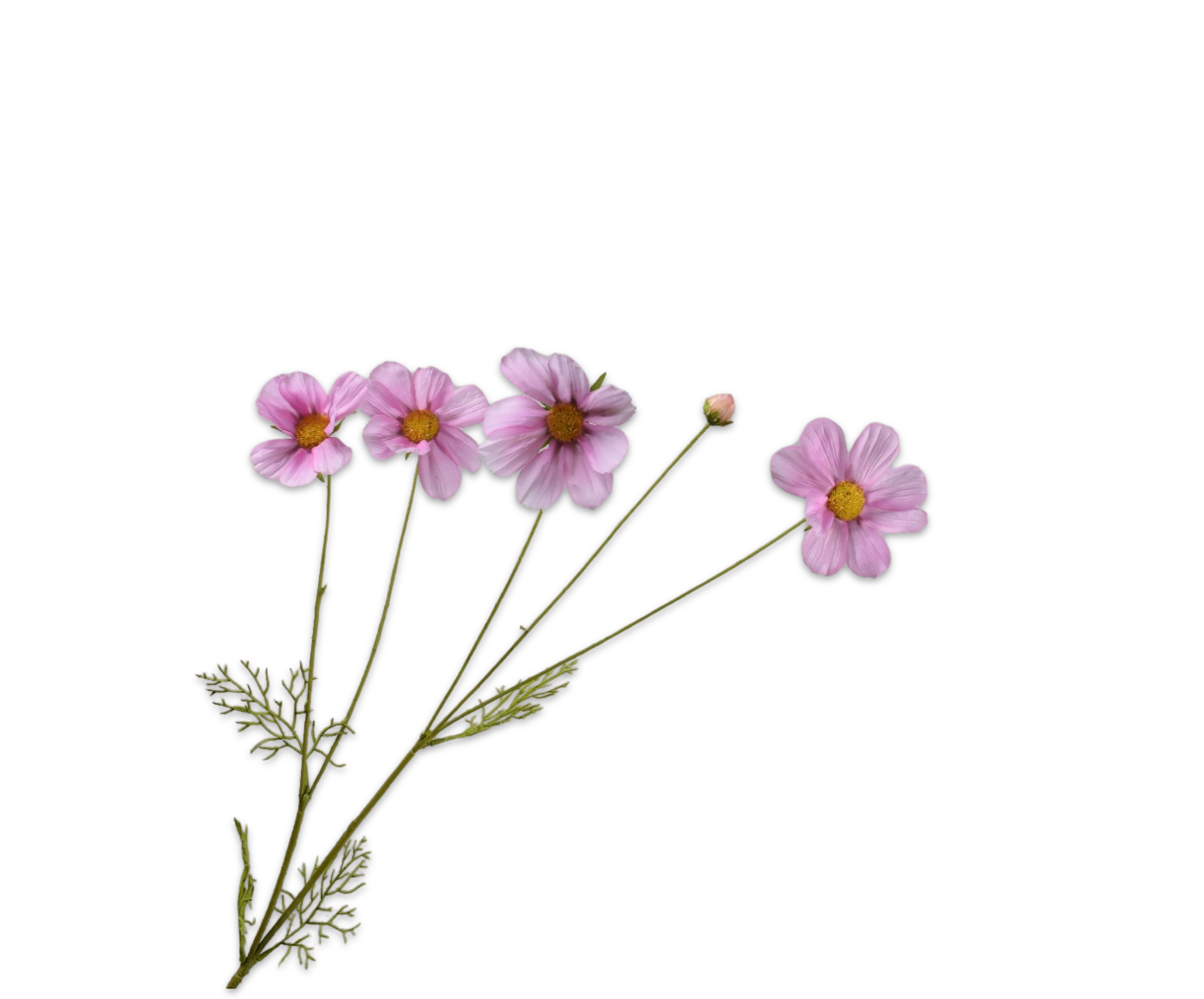 COSMOS SPRAY PINK LT RT  92 CM