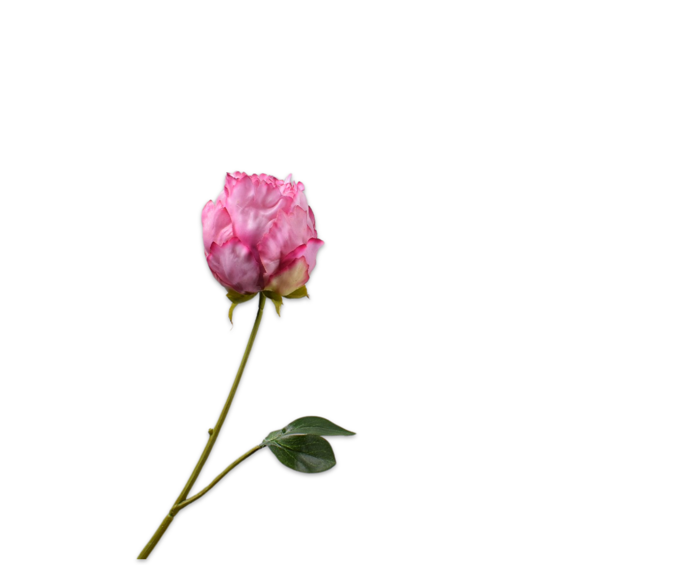 PIOEN STEEL ROZE RT 58 cm