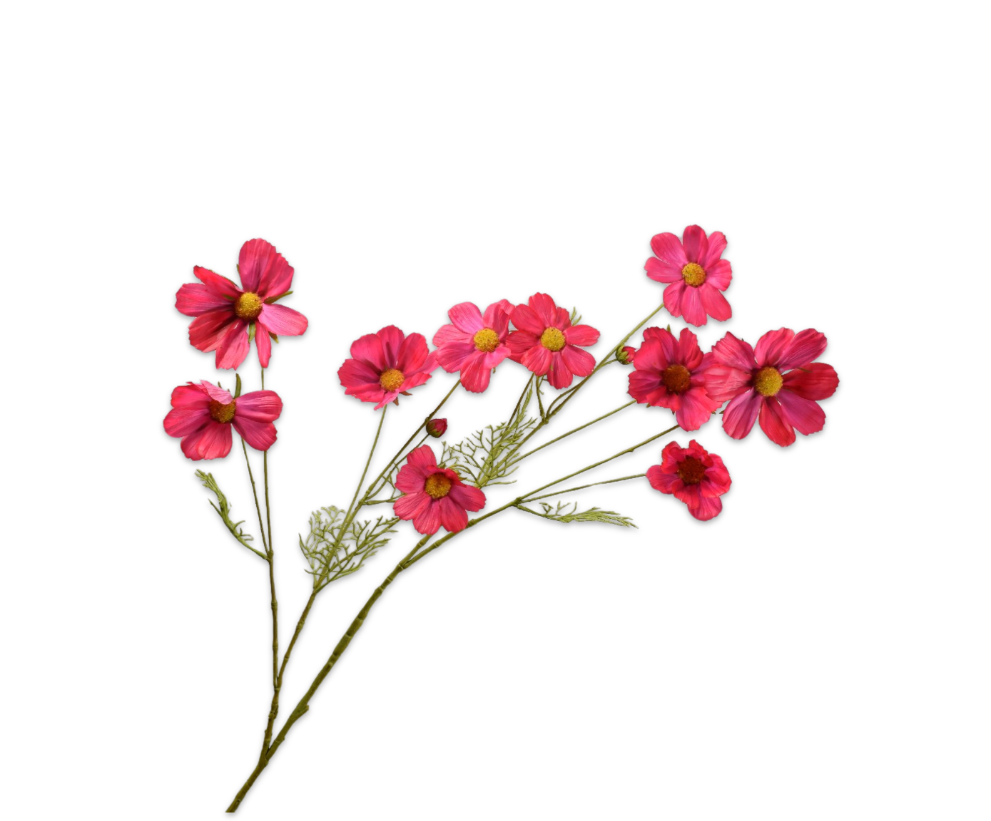 COSMOS SPRAY BEAUTY RT  112 CM